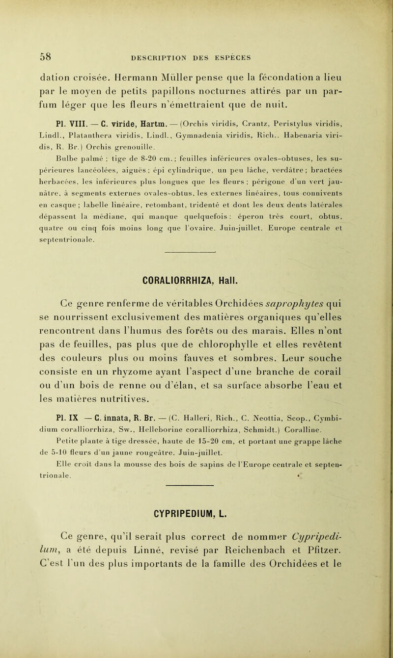 dation croisée. Hermann Millier pense que la fécondation a lieu par le moyen de petits papillons nocturnes attirés par un par- fum léger que les fleurs n’émettraient que de nuit. PI. VIII. — C. viride, Hartm. — (Orchis viridis, Crantz, Perislylus viridis, Lindl., Plalanthera viridis, Lindl., Gymnadenia viridis, Ricli.. Habenaria viri- dis, R. Br.) Orchis grenouille. Bulbe palmé ; lige de 8-20 cm.; feuilles inférieures ovales-obluses, les su- périeures lancéolées, aiguës; épi cylindrique, un peu lâche, verdâtre; bractées herbacées, les inférieures plus longues que les (leurs ; périgone d’un vert jau- nâtre, à segments externes ovales-oblus, les externes linéaires, tous connivents en casque; labelle linéaire, retombant, tridenté et dont les deux dents latérales dépassent la médiane, qui manque quelquefois: éperon très court, obtus, quatre ou cinq fois moins long que l’ovaire. Juin-juillet. Europe centrale et septentrionale. C0RALI0RRHIZA, Hall. Ce genre renferme de véritables Orchidées saprophytes qui se nourrissent exclusivement des matières organiques qu’elles rencontrent dans l’iiumus des forêts ou des marais. Elles n’ont pas de feuilles, pas plus que de chlorophylle et elles revêtent des couleurs plus ou moins fauves et sombres. Leur souche consiste en un rhyzome ayant l’aspect d’une branche de corail ou d’un bois de renne ou d’élan, et sa surface absorbe l’eau et les matières nutritives. PI. IX — C. innata, R. Br. — (C. Halleri, Rieh., C. Neottia, Scop., Cymbi- dium coralliorrhiza, Sw., Helleborine coralliorrhiza, Schmidt.) Coralline. Petite plante à tige dressée, haute de 15-20 cm, et portant une grappe lâche de 5-10 fleurs d’un jaune rougeâtre. Juin-juillet. Elle croît dans la mousse des bois de sapins de l’Europe centrale et septen- trionale. * CYPRIPEDIUM, L. Ce genre, qu’il serait plus correct de nommer Cypripedi- lum, a été depuis Linné, révisé par Reichenbach et Pfitzer. C’est l’un des plus importants de la famille des Orchidées et le
