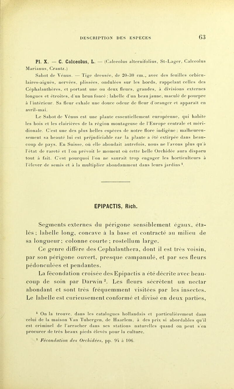 PL X. — C. Calceolus, L. — (Calceolus alternifolius, St-Lager, Calceolus Marianus, Crautz.) Sabot de Vénus. — Tige dressée, de 20-30 cm., avec des feuilles orbicu- laires-aiguës, nervées, plissées, ondulées sur les bords, rappelant celles des Céphalanthères, et portant une ou deux fleurs, grandes, à divisions externes longues et étroites, d’un brun foncé ; labelle d’un beau jaune, maculé de pourpre à l’intérieur. Sa fleur exhale une douce odeur de fleur d’oranger et apparaît en avril-mai. Le Sabot de Vénus est une plante essentiellement européenne, qui habite les bois et les clairières de la région montageuse de l’Europe centrale et méri- dionale. C’est une des plus belles espèces de notre flore indigène ; malheureu- sement sa beauté lui est préjudiciable car la plante a été extirpée dans beau- coup de pays. En Suisse, où elle abondait autrefois, nous ne l’avons plus qu’à l’état de rareté et l'on prévoit le moment où cette belle Orchidée aura disparu tout à fait. C’est pourquoi l’on ne saurait trop engager les horticulteurs à l’élever de semis et à la multiplier abondamment dans leurs jardins *. EPIPACTIS, Rich. Segments externes du périgone sensiblement égaux, éta- lés ; labelle long, concave à la base et contracté au milieu de sa longueur; colonne courte ; rostellum large. Ce genre diffère des Cephalanthera, dont il est très voisin, par son périgone ouvert, presque campanulé, et par ses fleurs pédonculées et pendantes. La fécondation croisée des Epipaetis a été décrite avec beau- coup de soin par Darwin2. Les fleurs sécrètent un nectar abondant et sont très fréquemment visitées par les insectes. Le labelle est curieusement conformé et divisé en deux parties, 1 On la trouve, dans les catalogues hollandais el particulièrement dans celui de la maison Van Tubergen, de Haarlem, à des prix si abordables qu’il est criminel de l’arracher dans ses stations naturelles quand on peut s'en procurer de très beaux pieds élevés pour la culture.