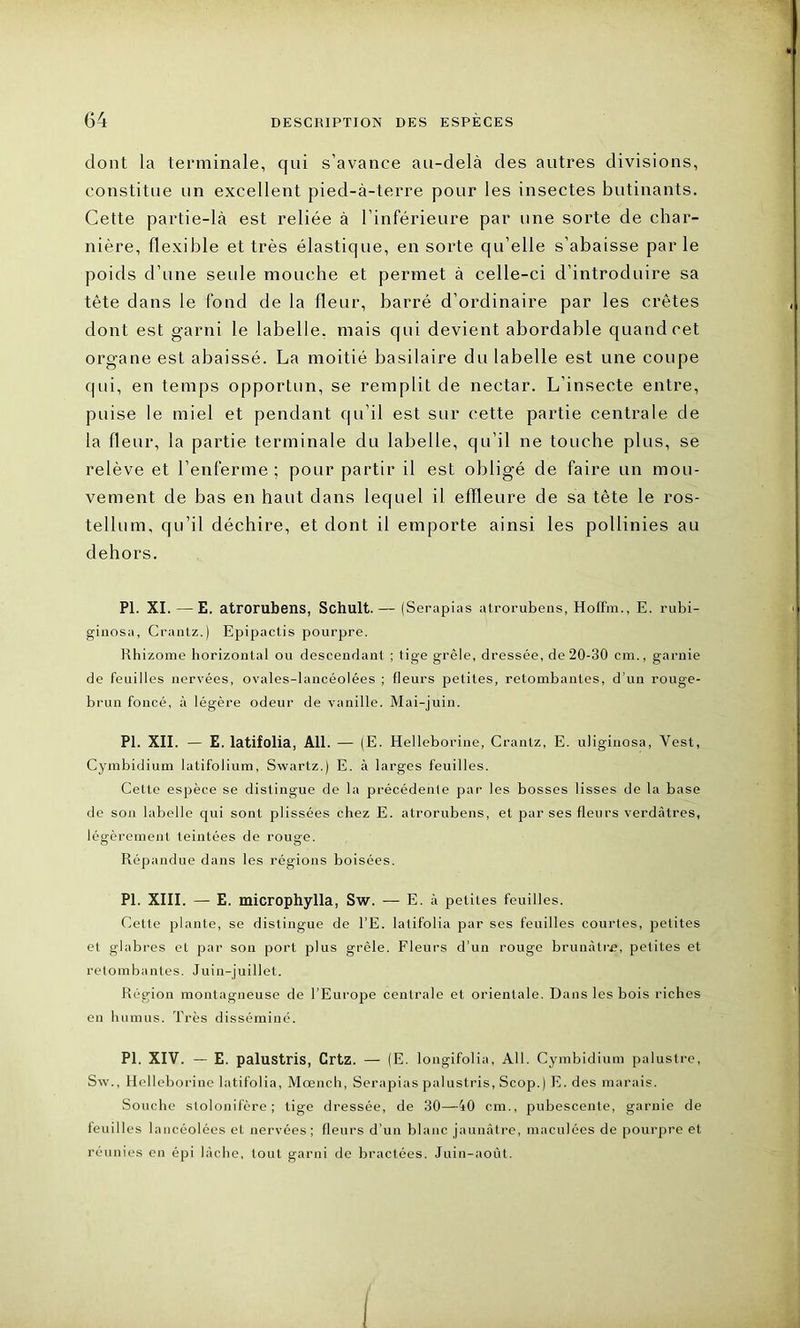 dont la terminale, qui s’avance au-delà des autres divisions, constitue un excellent pied-à-terre pour les insectes butinants. Cette partie-là est reliée à l’inférieure par une sorte de char- nière, flexible et très élastique, en sorte qu’elle s’abaisse par le poids d’une seule mouche et permet à celle-ci d’introduire sa tête dans le fond de la fleur, barré d’ordinaire par les crêtes dont est garni le labelle. mais qui devient abordable quand cet organe est abaissé. La moitié basilaire du labelle est une coupe qui, en temps opportun, se remplit de nectar. L’insecte entre, puise le miel et pendant qu’il est sur cette partie centrale de la fleur, la partie terminale du labelle, qu’il ne touche plus, se relève et l’enferme ; pour partir il est obligé de faire un mou- vement de bas en haut dans lequel il effleure de sa tête le ros- tellum, qu’il déchire, et dont il emporte ainsi les pollinies au dehors. PI. XI. — E. atrorubens, Schult. — (Serapias atrorubens, Hoffm., E. rubi- ginosa, Crantz.) Epipactis pourpre. Rhizome horizontal ou descendant ; tige grêle, dressée, de 20-30 cm., garnie de feuilles nervées, ovales-lancéolées ; fleurs petites, retombantes, d’un rouge- brun foncé, à légère odeur de vanille. Mai-juin. PI. XII. — E. latifolia, Ail. — (E. Helleborine, Crantz, E. uliginosa, Vest, Cymbidium latifolium, Swartz.) E. à larges feuilles. Cette espèce se distingue de la précédente par les bosses lisses de la base de son labelle qui sont plissées chez E. atrorubens, et par ses fleurs verdâtres, légèrement teintées de rouge. Répandue dans les régions boisées. PI. XIII. — E. microphylla, Sw. — E. à petites feuilles. Cette plante, se distingue de l’E. latifolia par ses feuilles courtes, petites et glabres et par son port plus grêle. Fleurs d’un rouge brunâtre, petites et retombantes. Juin-juillet. Région montagneuse de l’Europe centrale et orientale. Dans les bois riches en humus. Très disséminé. PI. XIV. — E. palustris, Crtz. — (E. longifolia, Ail. Cymbidium palustre, Sw., Helleborine latifolia, Mœnch, Serapias palustris, Scop.) E. des marais. Souche stolonifère ; tige dressée, de 30—40 cm., pubescente, garnie de feuilles lancéolées et nervées; fleurs d’un blanc jaunâtre, maculées de pourpre et réunies en épi lâche, tout garni de bractées. Juin-août.