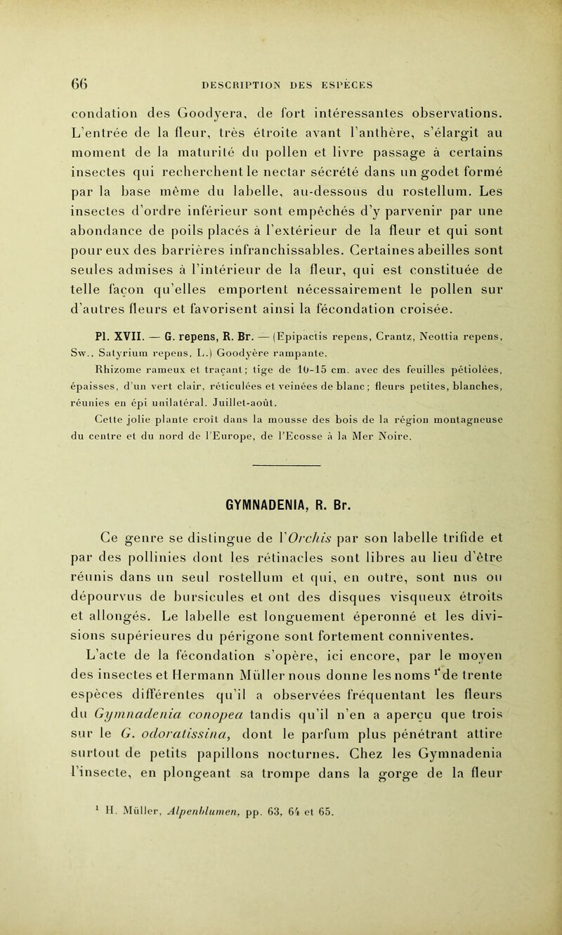 condation des Goodyera, de fort intéressantes observations. L’entrée de la fleur, très étroite avant l’anthère, s’élargit au moment de la maturité du pollen et livre passage à certains insectes qui recherchent le nectar sécrété dans un godet formé par la hase même du labelle, au-dessous du rostellum. Les insectes d’ordre inférieur sont empêchés d’y parvenir par une abondance de poils placés à l’extérieur de la fleur et qui sont pour eux des barrières infranchissables. Certaines abeilles sont seules admises à l’intérieur de la fleur, qui est constituée de telle façon qu’elles emportent nécessairement le pollen sur d’autres fleurs et favorisent ainsi la fécondation croisée. PI. XVII. — G. repens, R. Br. — (Epi pactis repens, Crautz, Neoltia repens, Sw.. Satyrium repens, L.) Goodyère rampante. Rhizome rameux et traçant; tige de 10-15 cm. avec des feuilles pétiolées, épaisses, d’un vert clair, réticulées et veinées de blanc ; fleurs petites, blanches, réunies en épi unilatéral. Juillet-août. Celle jolie plante croît dans la mousse des bois de la région montagneuse du centre et du nord de l’Europe, de l’Ecosse à la Mer Noire. GYMNADENIA, R. Br. Ce genre se distingue de YOrchis par son labelle trifide et par des pollinies dont les rétinacles sont libres au lieu d’être réunis dans un seul rostellum et qui, en outre, sont nus ou dépourvus de bursicules et ont des disques visqueux étroits et allongés. Le labelle est longuement éperonné et les divi- sions supérieures du périgone sont fortement conniventes. L’acte de la fécondation s’opère, ici encore, par le moyen des insectes et Hermann Millier nous donne les noms ^de trente espèces différentes qu’il a observées fréquentant les fleurs du Gymnadenia conopea tandis qu’il n’en a aperçu que trois sur le G. odoratissina, dont le parfum plus pénétrant attire surtout de petits papillons nocturnes. Chez les Gymnadenia l’insecte, en plongeant sa trompe dans la gorge de la fleur 1 H. Muller, Alpenblumen, pp. 63, 64 el 65.