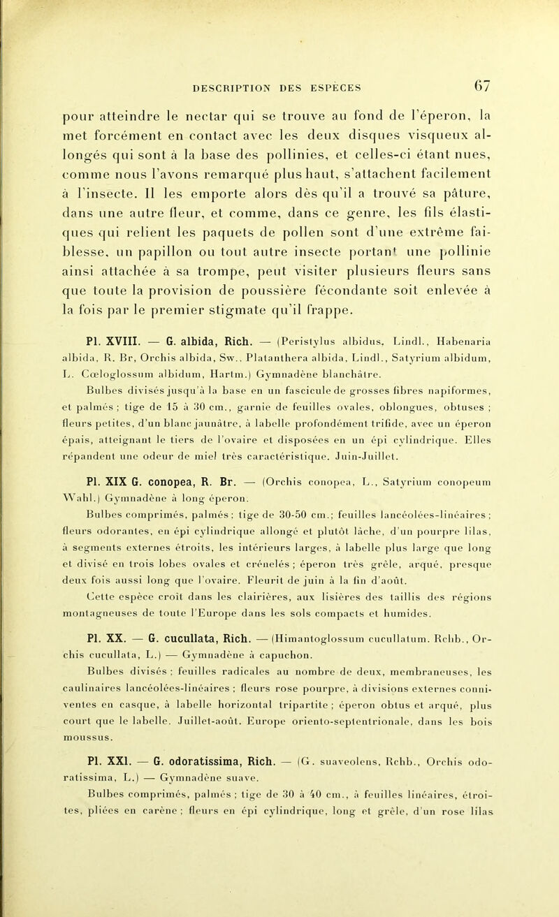 pour atteindre le nectar qui se trouve au fond de l’éperon, la met forcément en contact avec les deux disques visqueux al- longés qui sont à la base des pollinies, et celles-ci étant nues, comme nous l’avons remarqué plus haut, s’attachent facilement à l’insecte. Il les emporte alors dès qu’il a trouvé sa pâture, dans une autre fleur, et comme, dans ce genre, les fils élasti- ques qui relient les paquets de pollen sont d’une extrême fai- blesse, un papillon ou tout autre insecte portant une pollinie ainsi attachée à sa trompe, peut visiter plusieurs fleurs sans que toute la provision de poussière fécondante soit enlevée à la fois par le premier stigmate qu’il frappe. PI. XVIII. — G. albida, Rich. — (Peristylus albidus, Lindl., Habenaria albida, R. Br, Orchis albida, Sw., Plalanthera albida, Lindl., Satyrium albidum, L. Cœloglossum albidum, Hartm.) Gymnadène blanchâtre. Bulbes divisés jusqu’à la base en un fascicule de grosses libres napiformes, et palmés; tige de 15 à 30 cm., garnie de feuilles ovales, oblongues, obtuses ; fleurs petites, d’un blanc jaunâtre, â Libelle profondément trifide, avec un éperon épais, atteignant le tiers de l’ovaire et disposées en un épi cylindrique. Elles répandent une odeur de miel très caractéristique. Juin-Juillet. PI. XIX G. conopea, R. Br. — (Orchis conopea, L., Satyrium conopeum Wahl.) Gymnadène à long éperon. Bulbes comprimés, palmés; tige de 30-50 cm.; feuilles lancéolées-linéaires ; fleurs odorantes, en épi cylindrique allongé et plutôt lâche, d’un pourpre lilas, à segments externes étroits, les intérieurs larges, à Libelle plus large que long et divisé en trois lobes ovales et crénelés ; éperon très grêle, arqué, presque deux fois aussi long que l'ovaire. Fleurit de juin à la lin d’août. Cette espèce croit dans les clairières, aux lisières des taillis des régions montagneuses de toute l’Europe dans les sols compacts et humides. PI. XX. — G. cucullata, Rich. —(Himanloglossum cucullalum. Rclib., Or- chis cucullata, L.) — Gymnadène à capuchon. Bulbes divisés; feuilles radicales au nombre de deux, membraneuses, les caulinaires Lancéolées-linéaires ; fleurs rose pourpre, à divisions externes conni- ventes en casque, à Libelle horizontal tripartite ; éperon obtus et arqué, plus court que le Libelle. Juillet-août. Europe oriento-septentrionale, dans les bois moussus. PI. XXL — G. odoratissima, Rich. — (G. suaveolens, Rchb., Orchis odo- ratissima, L.) — Gymnadène suave. Bulbes comprimés, palmés; tige de 30 à 40 cm., à feuilles linéaires, étroi- tes, pliées en carène : fleurs en épi cylindrique, long et grêle, d’un rose lilas