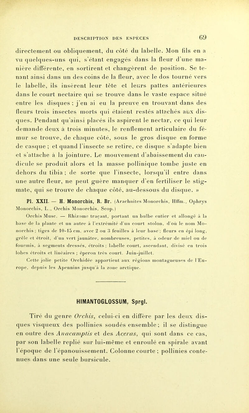 G9 directement ou obliquement, du côté du labelie. Mon fils en a vu quelques-uns qui, s'étant engagés dans la fleur d'une ma- nière différente, en sortirent et changèrent de position. Se te- nant ainsi dans un des coins de la fleur, avec le dos tourné vers le labelie, ils insèrent leur tète et leurs pattes antérieures dans le court nectaire qui se trouve dans le vaste espace situé entre les disques : j’en ai eu la preuve en trouvant dans des (leurs trois insectes morts (pii étaient restés attachés aux dis- ques. Pendant qu’ainsi placés ils aspirent le nectar, ce qui leur demande deux à trois minutes, le renflement articulaire du fé- mur se trouve, de chaque côté, sous le gros disque en forme de casque ; et quand l’insecte se retire, ce disque s’adapte bien et s’attache à la jointure. Le mouvement d’abaissement du cau- dicule se produit alors et la masse pollinique tombe juste en dehors du tibia ; de sorte que l’insecte, lorsqu’il entre dans une autre fleur, ne peut guère manquer d’en fertiliser le stig- mate, qui se trouve de chaque côté, au-dessous du disque. » PI. XXII. — H. Monorchis, R. Br. (Arachnites Monorchis, Hffm., Ophrys Monorcliis, L., Orcliis Monorchis, Scop.) Orchis Musc. — Rhizome traçant, portant un bulbe entier et allongé à la base de la plante et un autre à l’extrémité d’un court stolon, d’où le nom Mo- norchis ; liges de 10-15 cm. avec 2 ou 3 feuilles à leur base ; fleurs en épi long, grêle et étroit, d’un vert jaunâtre, nombreuses, petites, à odeur de miel ou de fourmis, à segments dressés, étroits ; labelie court, ascendant, divisé en trois lobes étroits et linéaires ; éperon très court. Juin-juillet. Celte jolie petite Orchidée appartient aux régions montagneuses de l’Eu- rope, depuis les Apennins jusqu’à la zone arctique. HIMANTOGLOSSUM, Sprgl. Tiré du genre Orchis, celui-ci en diffère par les deux dis- ques visqueux des pollinies soudés ensemble ; il se distingue en outre des Anacamptis et des Aceras, qui sont dans ce cas, par son labelie replié sur lui-même et enroulé en spirale avant l’époque de l’épanouissement. Colonne courte ; pollinies conte- nues dans une seule bursicule.