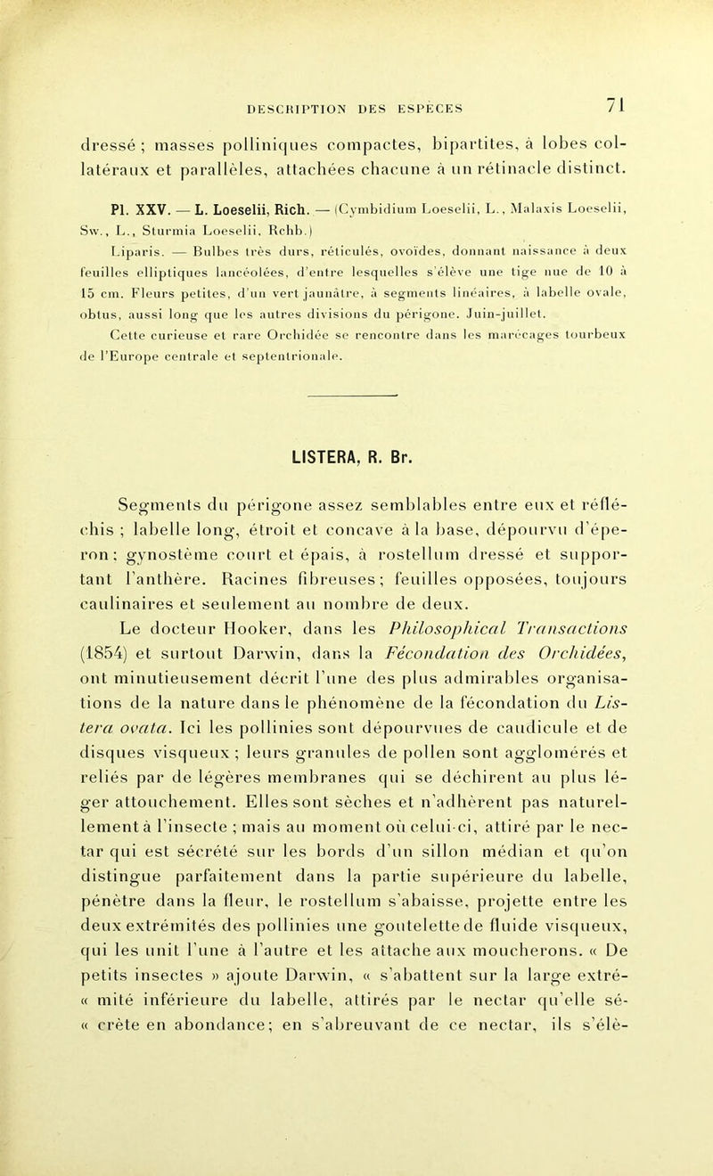 dressé ; masses polliniques compactes, bipartites, à lobes col- latéraux et parallèles, attachées chacune à un rétinacle distinct. PI. XXV. — L. Loeselii, Rich. — (Cymbidium I.oeselii, L., Malaxis Loeselii, Sw., L., Sturmia Loeselii. Rchb.) Liparis. — Bulbes très durs, réticulés, ovoïdes, donnant naissance à deux feuilles elliptiques lancéolées, d’entre lesquelles s’élève une tige nue de 10 à 15 cm. Fleurs petites, d’un vert jaunâtre, à segments linéaires, à labelle ovale, obtus, aussi long que les autres divisions du périgone. Juin-juillet. Cette curieuse et rare Orchidée se rencontre dans les marécages tourbeux de l’Europe centrale et septentrionale. LISTERA, R. Br. Segments du périgone assez semblables entre eux et réflé- chis ; labelle long, étroit et concave à la base, dépourvu d’épe- ron: gynostème court et épais, à rostellum dressé et suppor- tant l’anthère. Racines fibreuses; feuilles opposées, toujours caulinaires et seulement au nombre de deux. Le docteur Hooker, dans les Philosophiezl Transactions (1854) et surtout Darwin, dans la Fécondation des Orchidées, ont minutieusement décrit l’une des plus admirables organisa- tions de la nature dans le phénomène de la fécondation du Lis- tera ovata. Ici les pollinies sont dépourvues de caudicule et de disques visqueux ; leurs granules de pollen sont agglomérés et reliés par de légères membranes qui se déchirent au plus lé- ger attouchement. Elles sont sèches et n’adhèrent pas naturel- lement à l’insecte ; mais au moment où celui-ci, attiré par le nec- tar qui est sécrété sur les bords d’un sillon médian et qu’on distingue parfaitement dans la partie supérieure du labelle, pénètre dans la fleur, le rostellum s’abaisse, projette entre les deux extrémités des pollinies une goutelettede fluide visqueux, qui les unit l'une à l'autre et les attache aux moucherons. « De petits insectes » ajoute Darwin, « s’abattent sur la large extré- « mité inférieure du labelle, attirés par le nectar qu elle sé- « crête en abondance; en s’abreuvant de ce nectar, ils s’élè-