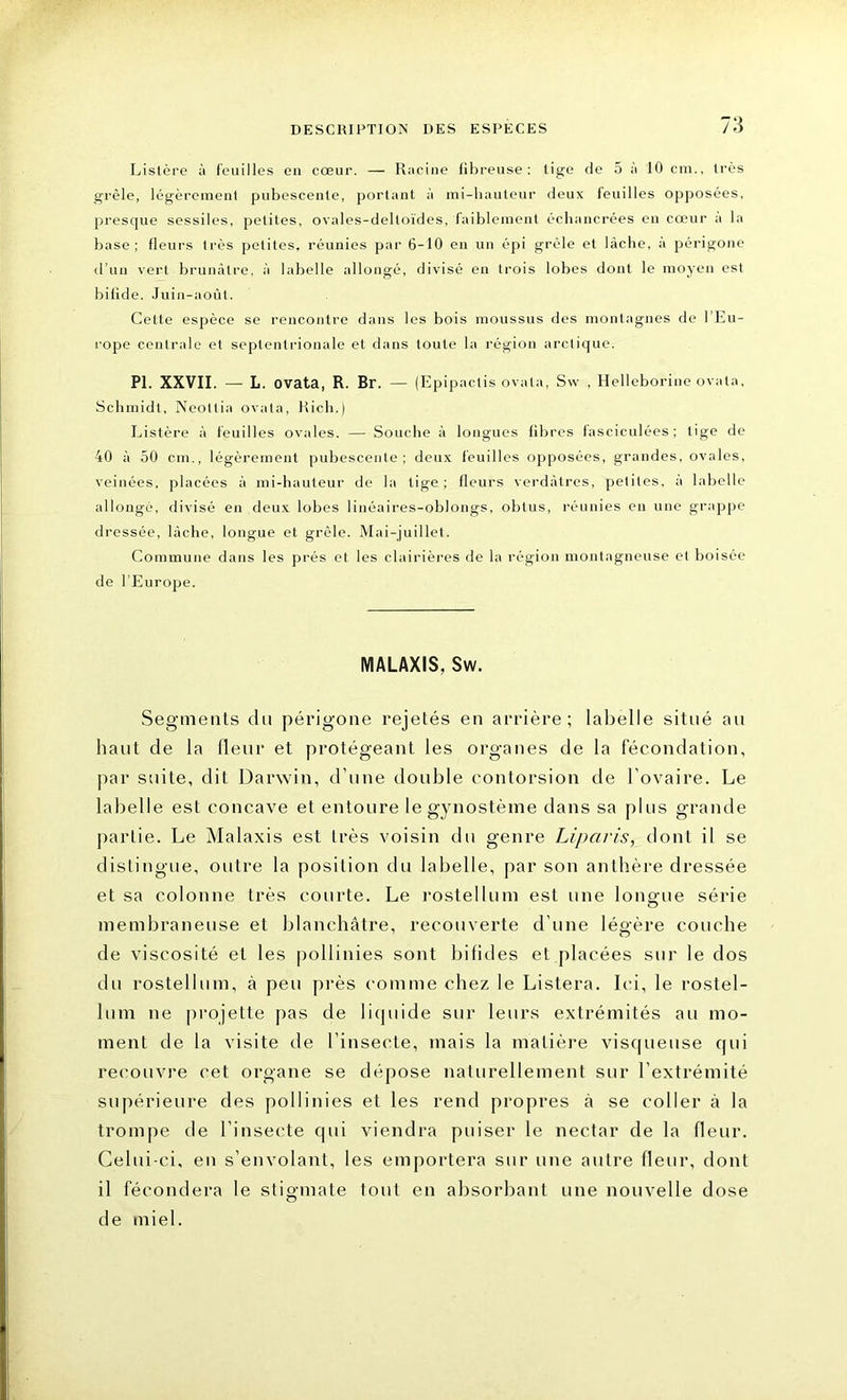 Lisière à feuilles en cœur. — Racine fibreuse: lige de 5 à 10 cm., très grêle, légèrement pubescenle, portant à mi-hauteur deux feuilles opposées, presque sessiles, jmtites, ovales-delloïdes, faiblement échancrées en cœur a la base; fleurs très petites, réunies par 6-10 en un épi grêle et lâche, à périgone d’un vert brunâtre, à Libelle allongé, divisé en trois lobes dont le moyen est bifide. Juin-août. Celte espèce se rencontre dans les bois moussus des montagnes de l’Eu- rope centrale et septentrionale et dans toute la région arctique. PI. XXVII. — L. ovata, R. Br. — (Epipactis ovala, Sw , Helleborine ovata, Schmidt, Neoltia ovata, Rich.) Listère â feuilles ovales. — Souche à longues libres fasciculées; tige de 40 à 50 cm., légèrement pubescenle; deux feuilles opposées, grandes, ovales, veinées, placées à mi-hauteur de la tige; fleurs verdâtres, petites, à Libelle allongé, divisé en deux lobes linéaires-oblongs, obtus, réunies en une grappe dressée, lâche, longue et grêle. Mai-juillet. Commune dans les prés et les clairières de la région montagneuse et boisée de l’Europe. MALAXIS, Sw. Segments du périgone rejetés en arrière; labelle situé au haut de la fleur et protégeant les organes de la fécondation, par suite, dit Darwin, d’une double contorsion de l’ovaire. Le labelle est concave et entoure le gynostèine dans sa [tins grande partie. Le Malaxis est très voisin du genre Liparis, dont il se distingue, outre la position du labelle, par son anthère dressée et sa colonne très courte. Le rostellum est une longue série membraneuse et blanchâtre, recouverte d’une légère couche de viscosité et les pollinies sont bifides et placées sur le dos du rostellum, à peu près comme chez le Listera. Ici, le rostel- lum ne projette pas de liquide sur leurs extrémités au mo- ment de la visite de l’insecte, mais la matière visqueuse qui recouvre cet organe se dépose naturellement sur l’extrémité supérieure des pollinies et les rend propres à se coller à la trompe de l’insecte qui viendra puiser le nectar de la fleur. Celui-ci, en s’envolant, les emportera sur une autre fleur, dont il fécondera le stigmate tout en absorbant une nouvelle dose de miel.