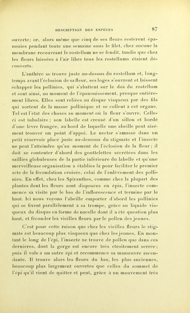 ouverte; or, alors même que cinq de ses fleurs restèrent épa- nouies pendant toute une semaine sous le filet, chez aucune la membrane recouvrant lerostellum ne se fendit, tandis que chez les fleurs laissées à l’air libre tous les rostellums étaient dé- couverts. L’anthère se trouve juste au-dessus du rostellum et, long- temps avant l’éclosion de sa fleur, ses loges s’ouvrent et laissent échapper les pollinies, qui s’abattent sur le dos du rostellum et sont ainsi, au moment de l’épanouissement, presque entière- ment libres. Elles sont reliées au disque visqueux par des fils qui sortent de la masse pollinique et se collent à cet organe. Tel est l’état des choses au moment où la fleur s’ouvre. Celle- ci est tubulaire ; son labelle est creusé d’un sillon et bordé d’une lèvre frangée, au bord de laquelle une abeille peut aisé- ment trouver un point d’appui. Le nectar s’amasse dans un petit réservoir placé juste au-dessous du stigmate et l’insecte ne peut l’atteindre qu’au moment de l’éclosion de la fleur; il doit se contenter d’abord des gouttelettes sécrétées dans les saillies globuleuses de la partie inférieure du labelle et qu’une merveilleuse organisation a établies là pour faciliter le premier acte de la fécondation croisée, celui de l’enlèvement des polli- nies. En effet, chez les Spiranthes, comme chez la plupart des plantes dont les fleurs sont disposées en épis, l’insecte com- mence sa visite par le bas de l’inflorescence et termine par le haut. Ici nous voyons l’abeille emporter d’abord les pollinies qui se fixent parallèlement à sa trompe, grâce au liquide vis- queux du disque en forme de nacelle dont il a été question plus haut, et féconder les vieilles fleurs parle pollen des jeunes. C'est pour cette raison que chez les vieilles fleurs le stig- mate est beaucoup plus visqueux que chez les jeunes. En mon- tant le long de l’épi, l’insecte ne trouve île pollen que dans ces dernières, dont la gorge est encore très étroitement serrée; puis il vole à un autre épi et recommence sa manœuvre ascen- dante. Il trouve alors les fleurs du bas, les plus anciennes, beaucoup plus largement ouvertes que celles du sommet de l’épi qu’il vient de quitter et peut, grâce à un mouvement très