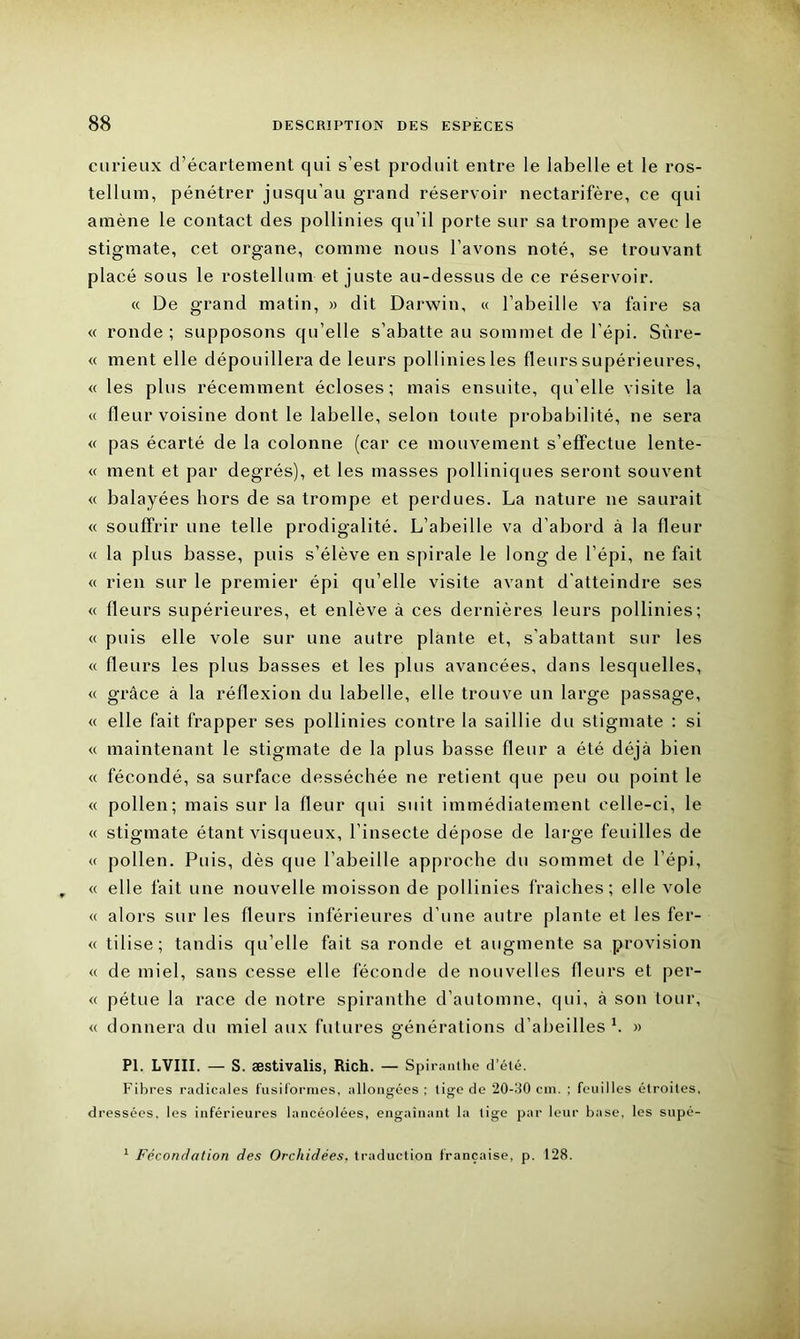 curieux d’écartement qui s’est produit entre le labelle et le ros- tellum, pénétrer jusqu’au grand réservoir nectarifère, ce qui amène le contact des pollinies qu’il porte sur sa trompe avec le stigmate, cet organe, comme nous l’avons noté, se trouvant placé sous le rostellum et juste au-dessus de ce réservoir. « De grand matin, » dit Darwin, « l’abeille va faire sa « ronde ; supposons qu’elle s’abatte au sommet de l’épi. Sûre- « ment elle dépouillera de leurs pollinies les fleurs supérieures, « les plus récemment écloses; mais ensuite, qu’elle visite la « fleur voisine dont le labelle, selon toute probabilité, ne sera « pas écarté de la colonne (car ce mouvement s’effectue lente- « ment et par degrés), et les masses polliniques seront souvent « balayées hors de sa trompe et perdues. La nature ne saurait « souffrir une telle prodigalité. L’abeille va d’abord à la fleur « la plus basse, puis s’élève en spirale le long de l’épi, ne fait « rien sur le premier épi qu’elle visite avant d'atteindre ses « fleurs supérieures, et enlève à ces dernières leurs pollinies; « puis elle vole sur une autre plante et, s'abattant sur les « fleurs les plus basses et les plus avancées, dans lesquelles, « grâce à la réflexion du labelle, elle trouve un large passage, « elle fait frapper ses pollinies contre la saillie du stigmate : si « maintenant le stigmate de la plus basse fleur a été déjà bien « fécondé, sa surface desséchée ne retient que peu ou point le « pollen; mais sur la fleur qui suit immédiatement celle-ci, le « stigmate étant visqueux, l’insecte dépose de large feuilles de « pollen. Puis, dès que l’abeille approche du sommet de l’épi, « elle fait une nouvelle moisson de pollinies fraîches; elle vole « alors sur les fleurs inférieures d’une autre plante et les fer- « tilise; tandis qu’elle fait sa ronde et augmente sa provision « de miel, sans cesse elle féconde de nouvelles fleurs et per- « pétue la race de notre spiranthe d’automne, qui, à son tour, « donnera du miel aux futures générations d’abeilles h » PI. LVIII. — S. æstivalis, Rich. — Spiranthe d’été. Fibres radicales fusiformes, allongées ; tige de 20-30 cm. ; feuilles étroites, dressées, les inférieures lancéolées, engainant la tige par leur base, les supé- 1 Fécondation des Orchidées, traduction française, p. 128.
