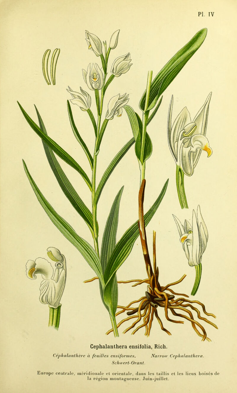 PL IV Cephalanthera ensifolia, Rich. Céphalanthère à feuilles ensiformes. Narrow Cephalanthera. Schwert-Orant. Europe centrale, méridionale et orientale, dans les taillis et les lieux boisés de la région montagneuse. Juin-juillet.