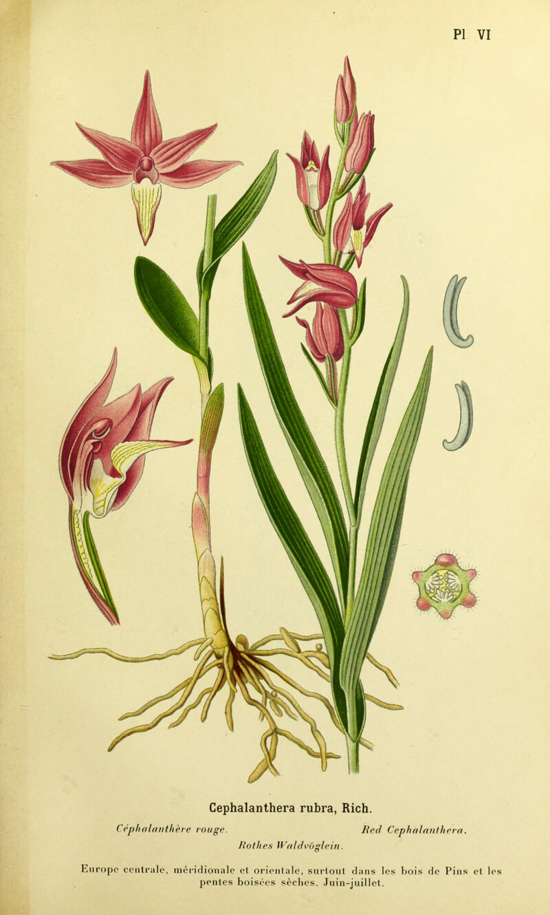 Cephalanthera rubra, Rich. Céphalanthère rouge. Rothes Waldvôglein. Red Cephalanthera. Europe centrale, méridionale et orientale, surtout dans les bois de Pins et les pentes boisées sèches. Juin-juillet.