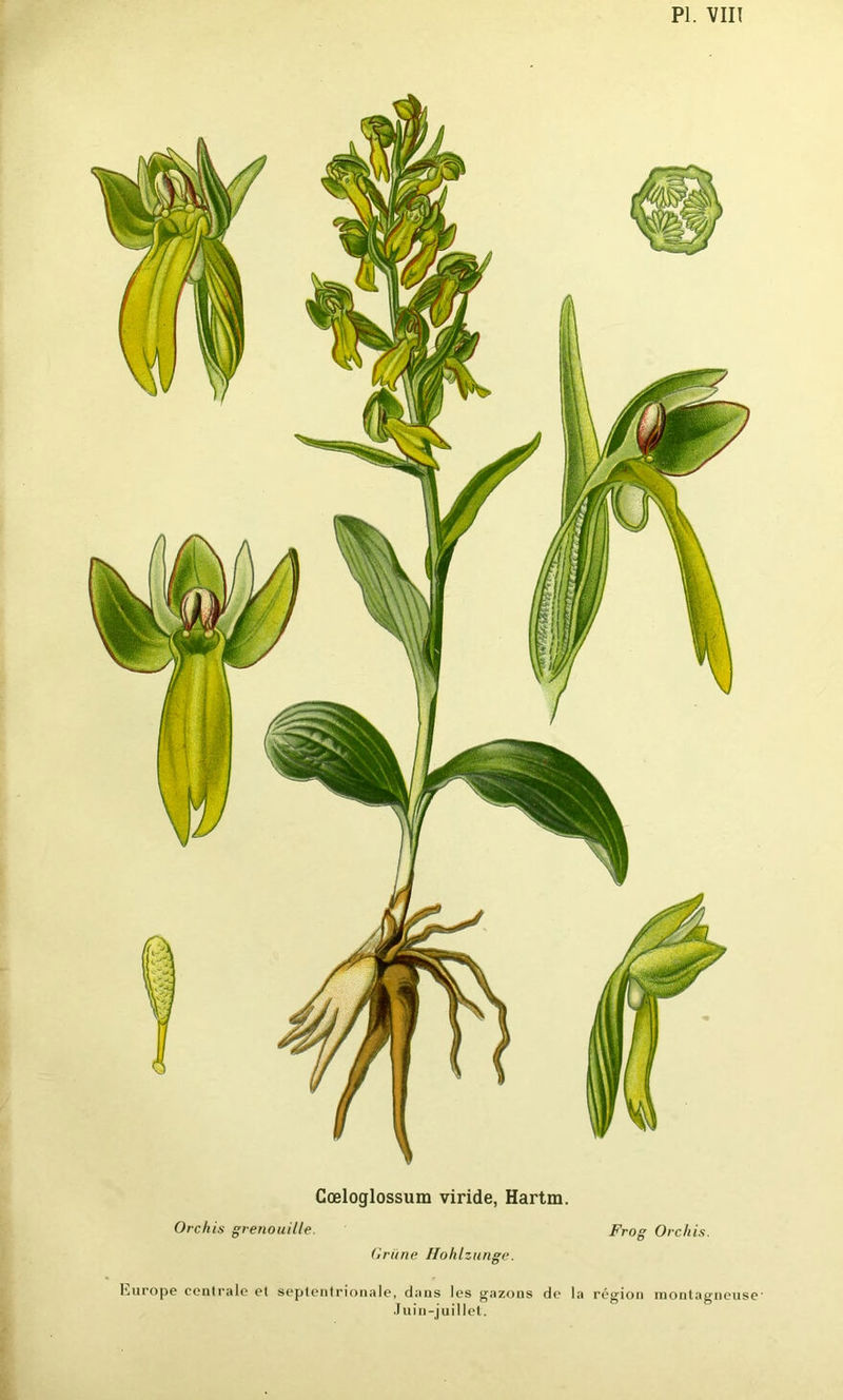 Cœloglossum viride, Hartm. Orchis grenouille. Frog Orchis. (iriine Hohlzunge. hurope centrale et septentrionale, dans les gazons de la région montagneuse' Juin-juillet.