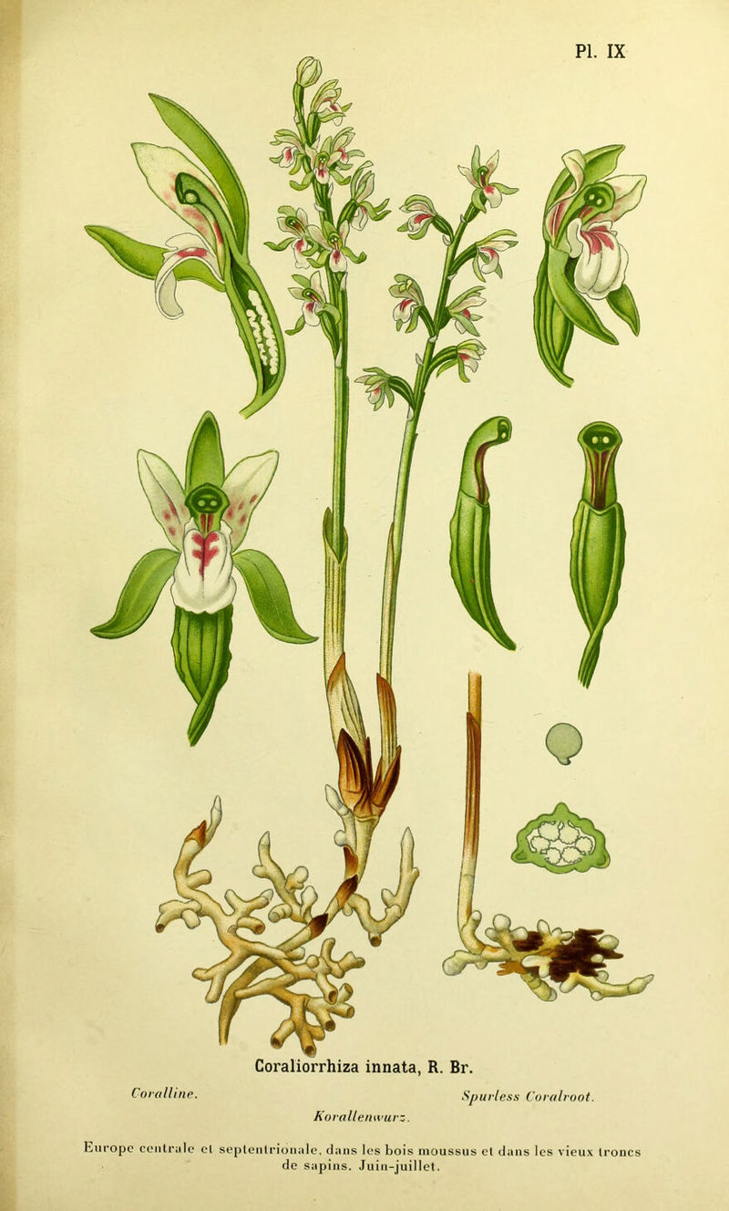 et Snurless Coralroot. Korallenwurz. septentrionale, dans les bois moussus et dans les vieux troncs de sapins. Juin-juillet. Coralline. Europe centrale
