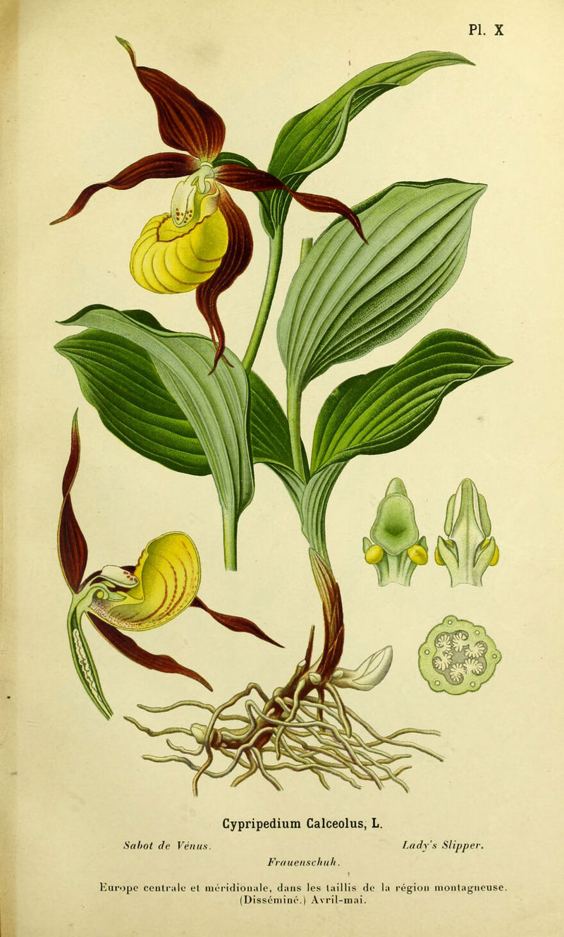 Cypripedium Calceolus, L. Sabot de Vénus. Lady's Slipper. Frauenschuh. Europe centrale et méridionale, dans les taillis de la région montagneuse. (Disséminé.) Avril-mai.