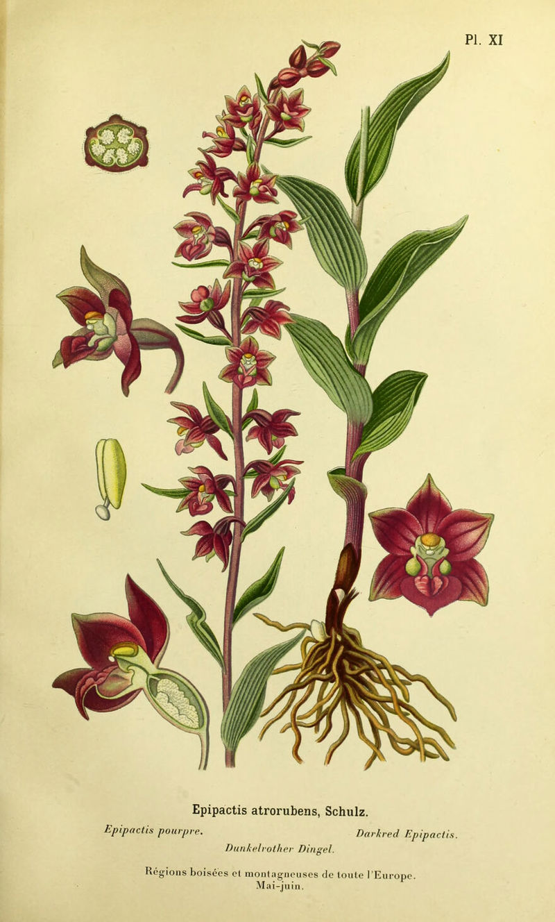 Epipactis atrorubens, Schulz. Epipactis pourpre. Darhred Epipactis. Dunkelrother Dingel. Régions boisées cl montagneuses de toute l’Europe. Mai-juin.