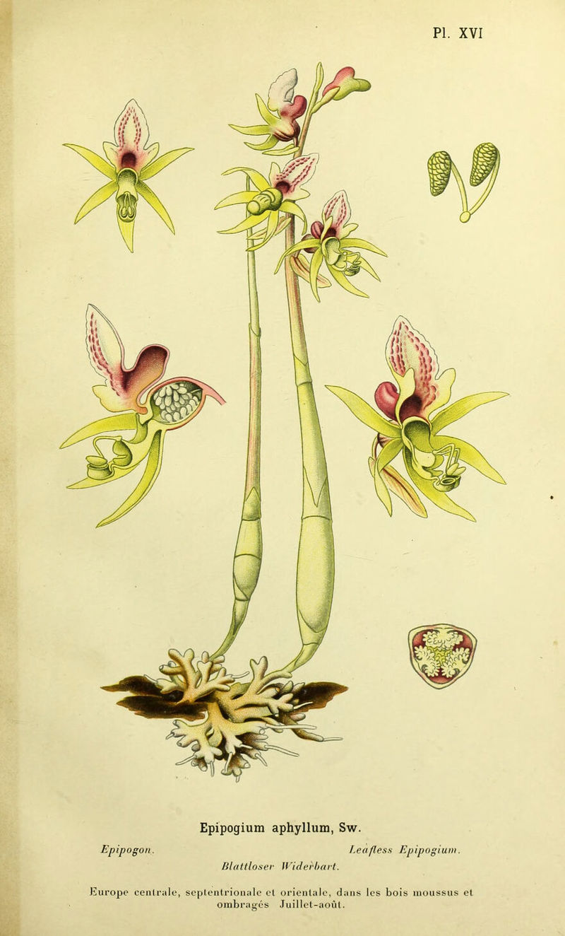 Epipogium aphyllum, Sw. Epipogon. Leafless Epipogium. Blattlouer Widebbart. Europe centrale, septentrionale et orientale, dans les bois moussus et ombragés Juillet-août.