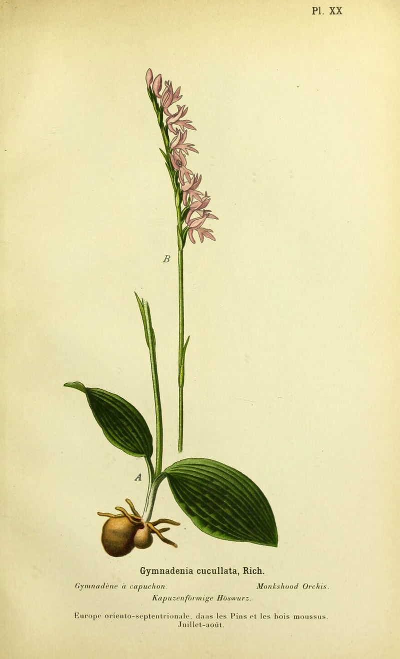 PL XX Gymnadenia cucullata, Rich. Gymnadène à capuchon Monkshood Orchis. Kapuzenfôrmige ffi'iswurz. Europe orienlo-septentrionale, dans les Pins et les hois moussus. Juillet-août.