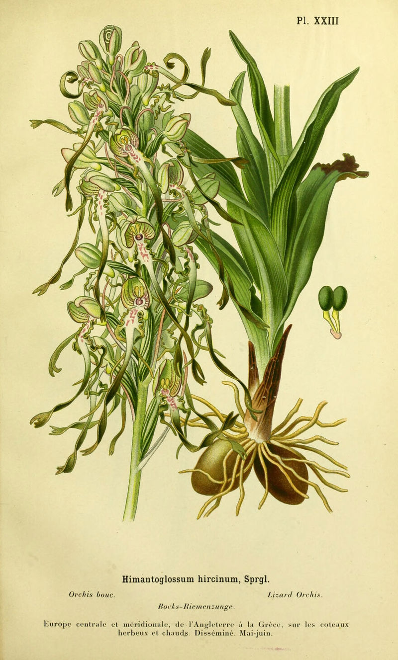 Himantoglossum hircinum, Sprgl. Orchis l/ouc. l.izard Orchis. Hocks-Hiemenzunge. Europe centrale el méridionale, de l'Angleterre à la Grèce, sur les coteaux herbeux el chauds. Disséminé. Mai-juin.