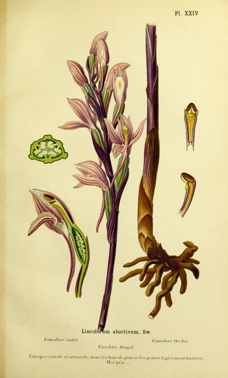 f.imodore violet. fÀ inodore Orchis. Unecliter Dingel. Lut ope < eu Ira le cl orien I a le, dans les Lois de pins et les pentes légère ni eu t 1 toisées. Mai-juin.