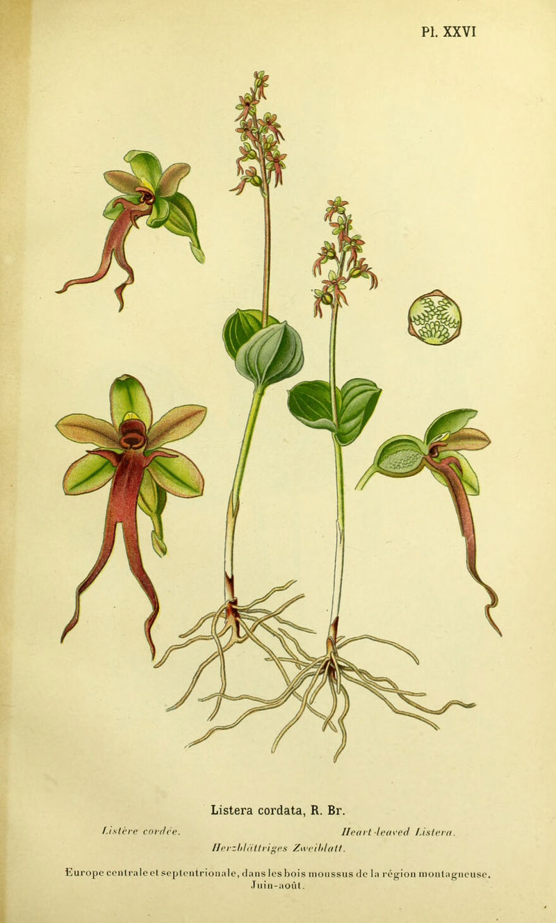 Listera cordata, R. Br. f.islère cordce. lleart -leured f.istera. flrrzbléittrigcs Zweiblatt. Europe centrale et septentrionale, dans les bois moussus de la région montagneuse. Juin-août.