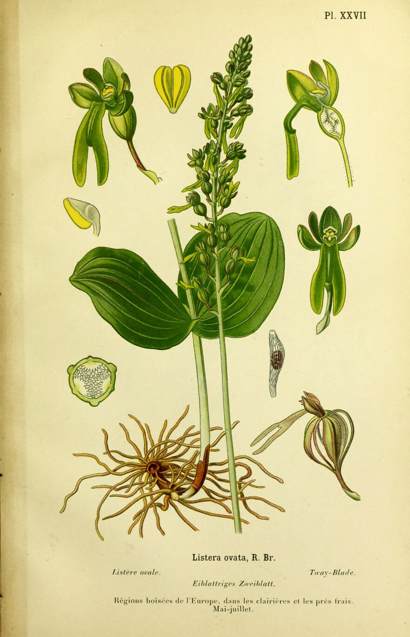 Listera ovata, R. Br. I.istère ovale. Tway-Blade. Eihlatlrige.s Zweihlatt. \ 1 . Régions boisées de I Europe, d;uis les clairières el les prés Irais. Mai-juillet. I •