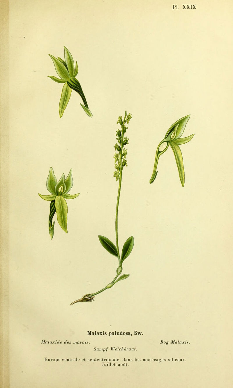 Malaxis paludosa, Sw. Malaxide des marais. Bog Malaxis. Sumpf W-'eich/craut. Europe centrale et septentrionale, dans les marécages siliceux