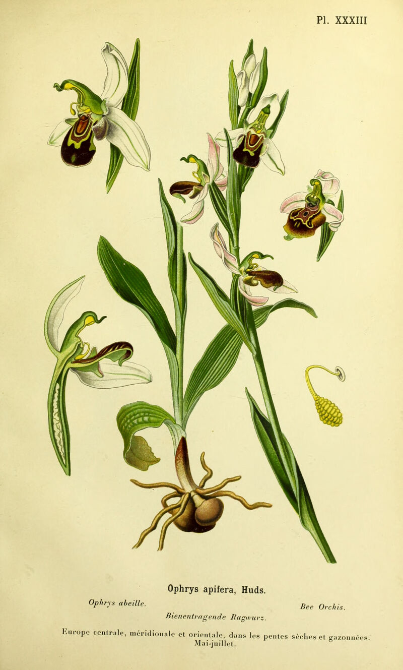 Ophrys apifera, Huds. Ophry, abeille. Ree 0rchig Bienentragende Ragwurz. Europe centrale, méridionale et orientale, dans les pentes sèches et gazonnées. Mai-juillet.