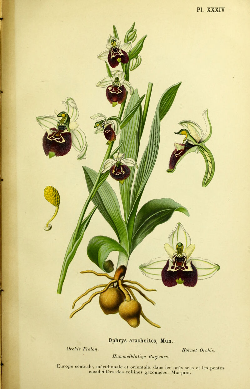 Ophrys arachnites, Mun. Or dns Frelon. Hornet Orchis. Huiiinielhhitige Ragwurz. Europe centrale, méridionale et orientale, dans les prés secs et les pentes ensoleillées des collines gazonnées. Mai-juin.