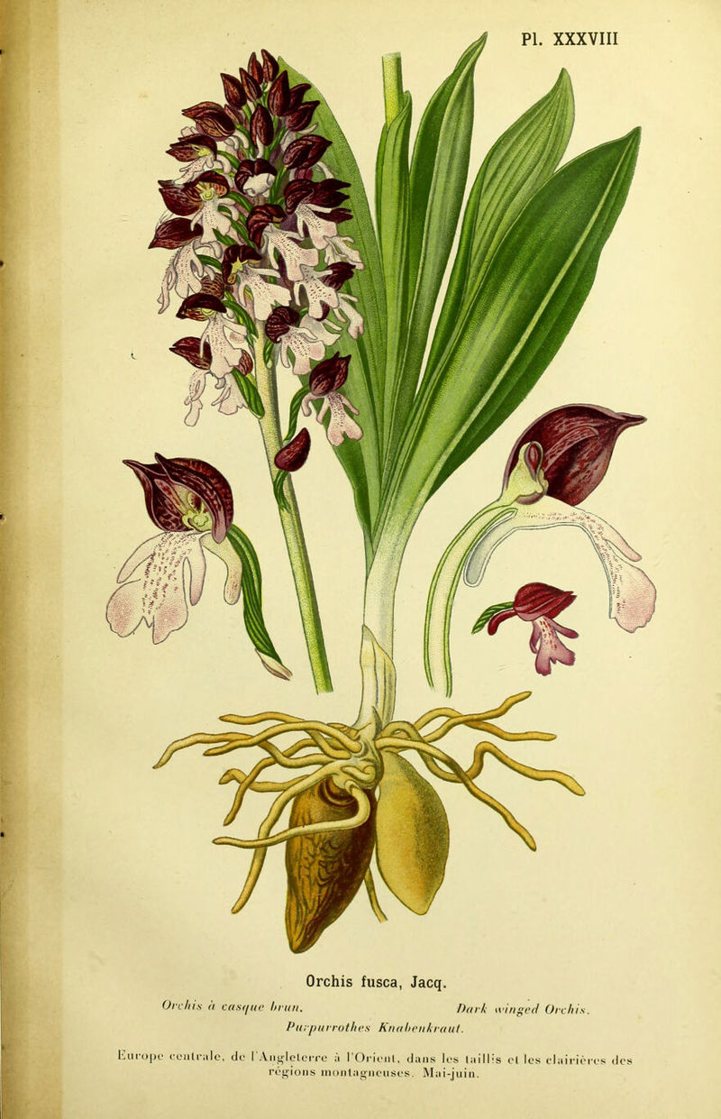 Orchis fusca, Jacq. Orchis à casque brun. Dark winged Orchis. Purpurrothes Knabenkraut. ope* centrale, de I Angleterre a 1 Orient, dans les tailhs et les clairières des régions montagneuses. Mai-juin.