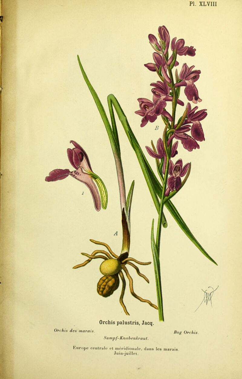 Orchis palustris, Jacq. Orchis des marais. Sumpf-Knabenkraut. Bog Orchis. Europe centrale et méridionale, dans les marais. Juin-juillet.