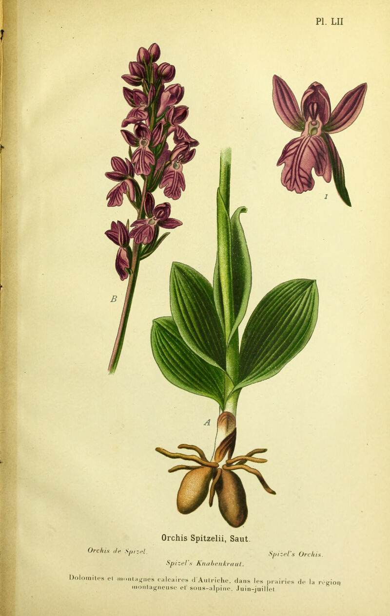 I 1 r r PI. LU Orchis Spitzelii, Saut. Orchis de Spizel. S/jizel’s Orchis. Spizel s knahenkraut. Dolomites el montagnes calcaires d Autriche, dans les prairies de la région montagneuse et sous-alpine. Juin-juillet