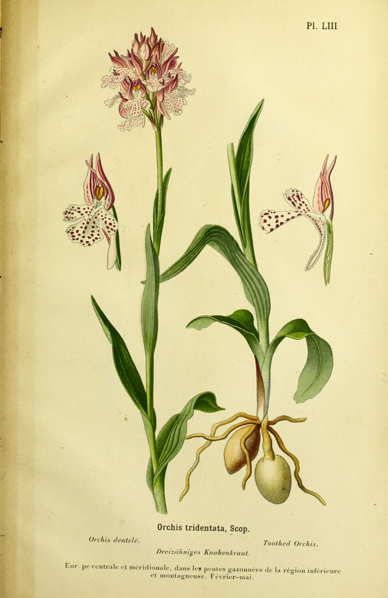 % Orchis tridentata, Scop. Orehis dentelé. Toothed Orchis. Dre izrïli n iges Kn a ben kra u l. Lui- po centrale et méridionale, dans les pentes gazouuées de la région inférieure et montagneuse. Février-mai.