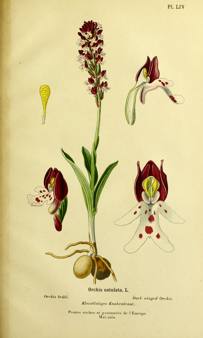 Orchis brûlé. Orchis ustulata, L. I)ark winged Orchis. Kleinbliitiges Knabenkraut. Pentes sèches et gazounées de l’Europe. Mai-juin.