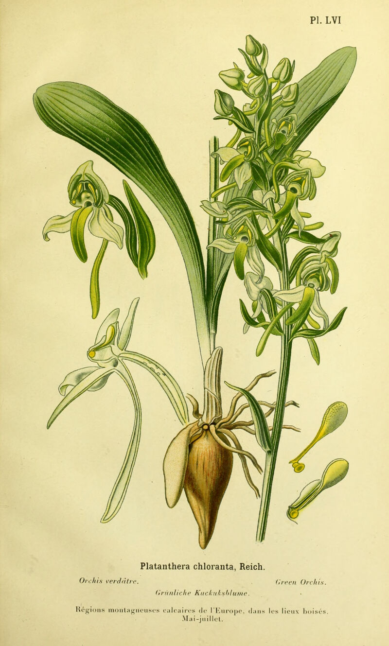 Platanthera chloranta, Reich. Orchis verdâtre. (ireen Orchis. firiinlic li e Ku chu As h hune. Régions montagneuses calcaires de I Europe, dans les lieux boisés. Mai-juillet.