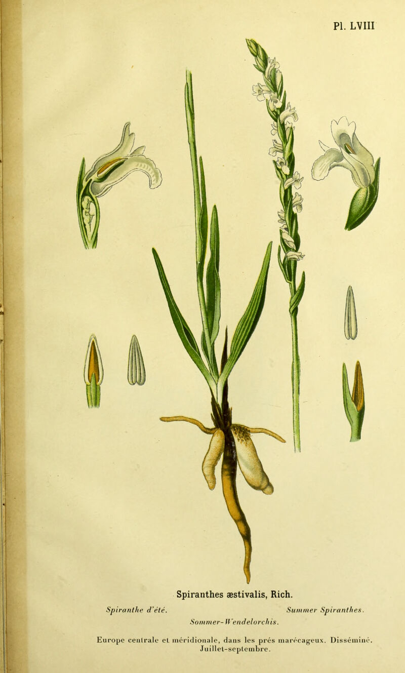 PL LVIII | 1 i* ' Spiranthes æstivalis, Rich. Spiranthe d’été. Summer Spiranthes. Sommer- Wendelorchis. Europe centrale et. méridionale, dans les prés marécageux. Disséminé. Juillet-septembre.