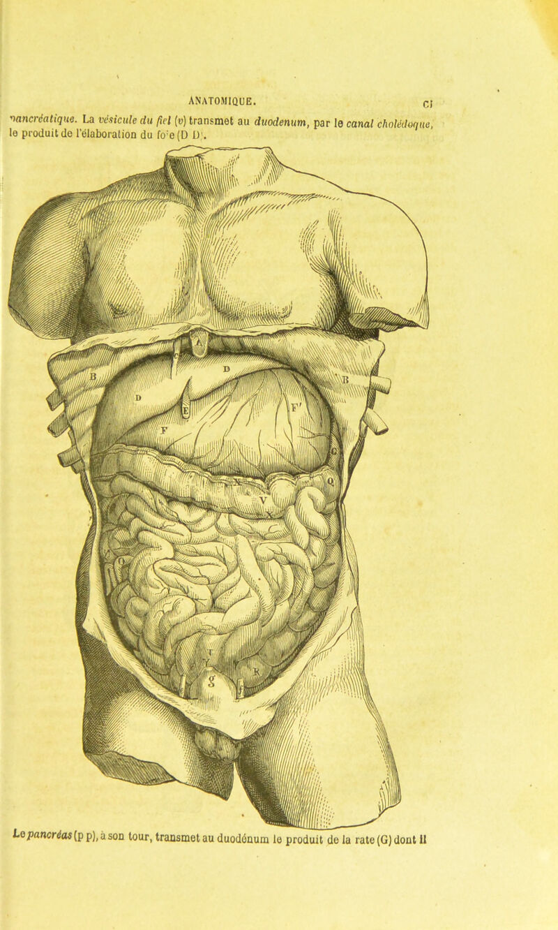 Pancréatique. La vésicule du fiel (v) transmet au duodénum, par le canal cholédoque, le produit de l'élaboration du fo;e(D D.’.