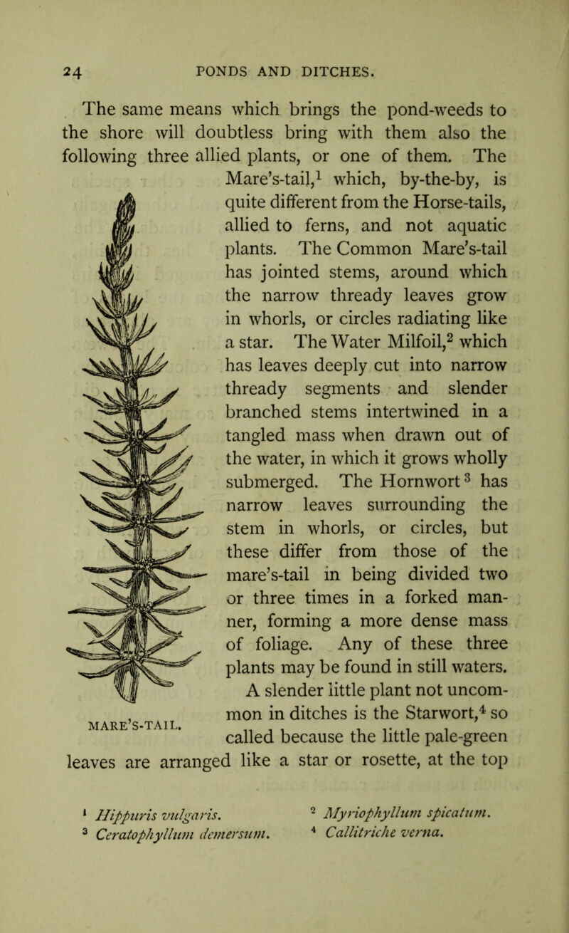 The same means which brings the pond-weeds to the shore will doubtless bring with them also the following three allied plants, or one of them. The Mare’s-tail,1 which, by-the-by, is quite different from the Horse-tails, allied to ferns, and not aquatic plants. The Common Mare’s-tail has jointed stems, around which the narrow thready leaves grow in whorls, or circles radiating like a star. The Water Milfoil,2 which has leaves deeply cut into narrow thready segments and slender branched stems intertwined in a tangled mass when drawn out of the water, in which it grows wholly submerged. The Hornwort3 has narrow leaves surrounding the stem in whorls, or circles, but these differ from those of the mare’s-tail in being divided two or three times in a forked man- ner, forming a more dense mass of foliage. Any of these three plants may be found in still waters. A slender little plant not uncom- , mon in ditches is the Starwort,4 so mare’s-tail. „ , . , 1*1 i called because the little pale-green leaves are arranged like a star or rosette, at the top 1 Hippuris vulgaris. 2 Myriophyllum spicatum. 3 Ceratophyllum demersum. 4 Callitriche verna.