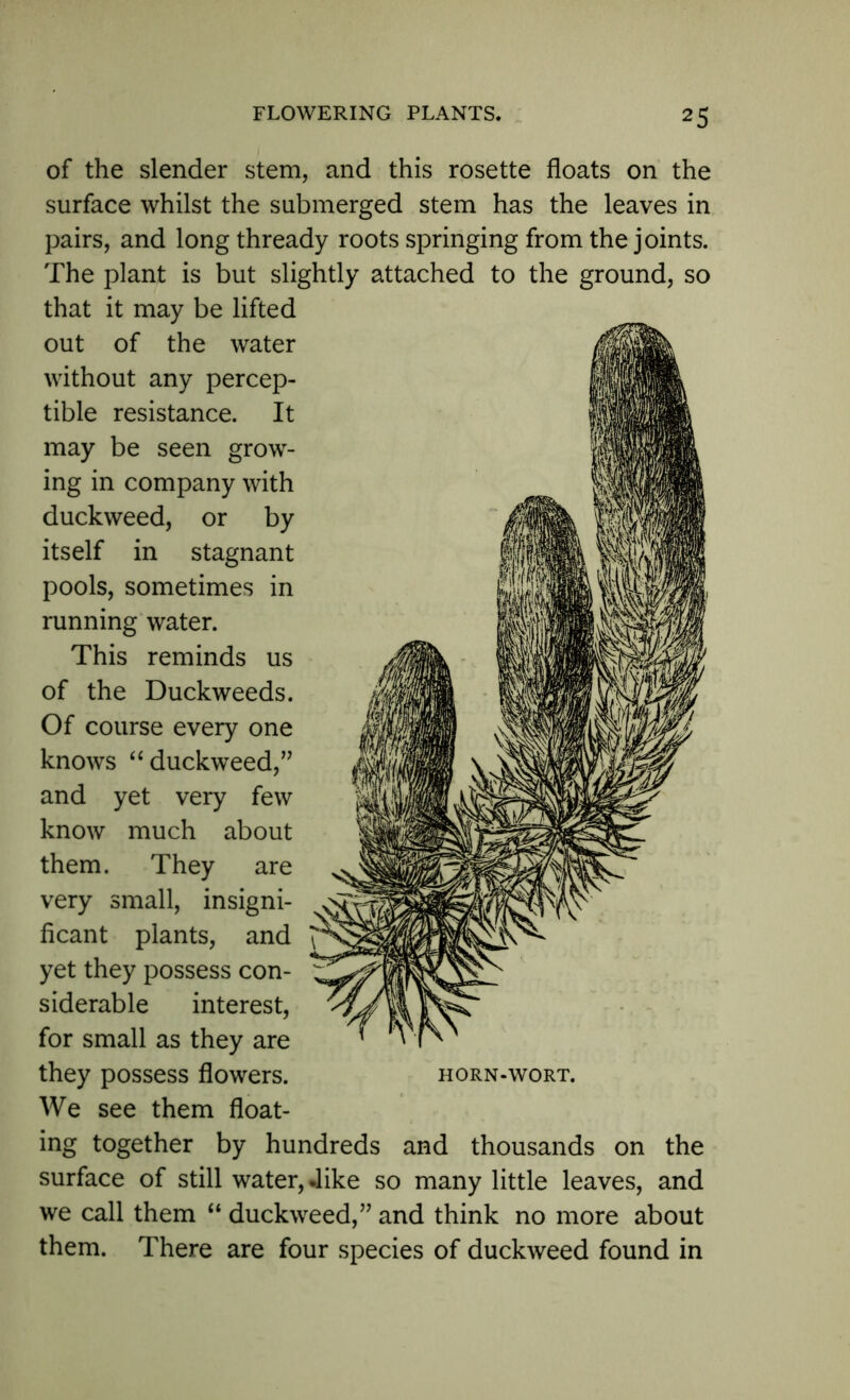 of the slender stem, and this rosette floats on the surface whilst the submerged stem has the leaves in pairs, and long thready roots springing from the joints. The plant is but slightly attached to the ground, so that it may be lifted out of the water without any percep- tible resistance. It may be seen grow- ing in company with duckweed, or by itself in stagnant pools, sometimes in running water. This reminds us of the Duckweeds. Of course every one knows “duckweed,” and yet very few know much about them. They are very small, insigni- ficant plants, and yet they possess con- siderable interest, for small as they are they possess flowers. horn-wort. We see them float- ing together by hundreds and thousands on the surface of still water, dike so many little leaves, and we call them “ duckweed,” and think no more about them. There are four species of duckweed found in