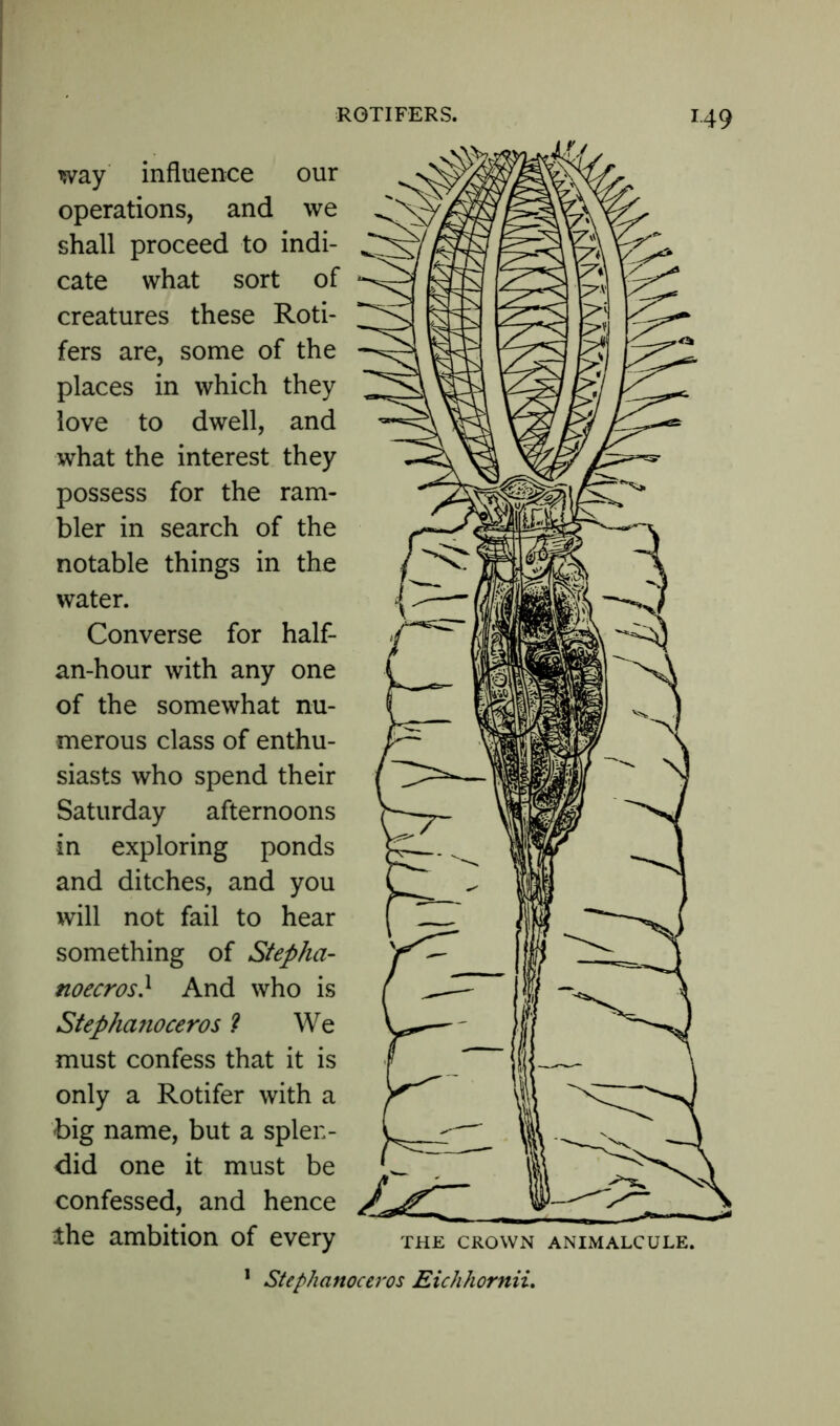 way influence our operations, and we shall proceed to indi- cate what sort of creatures these Roti- fers are, some of the places in which they love to dwell, and what the interest they possess for the ram- bler in search of the notable things in the water. Converse for half- an-hour with any one of the somewhat nu- merous class of enthu- siasts who spend their Saturday afternoons in exploring ponds and ditches, and you will not fail to hear something of Stepha- noecros} And who is Stephanoceros ? We must confess that it is only a Rotifer with a big name, but a splen- did one it must be confessed, and hence •the ambition of every 1 Stephanoceros Eichhornii.