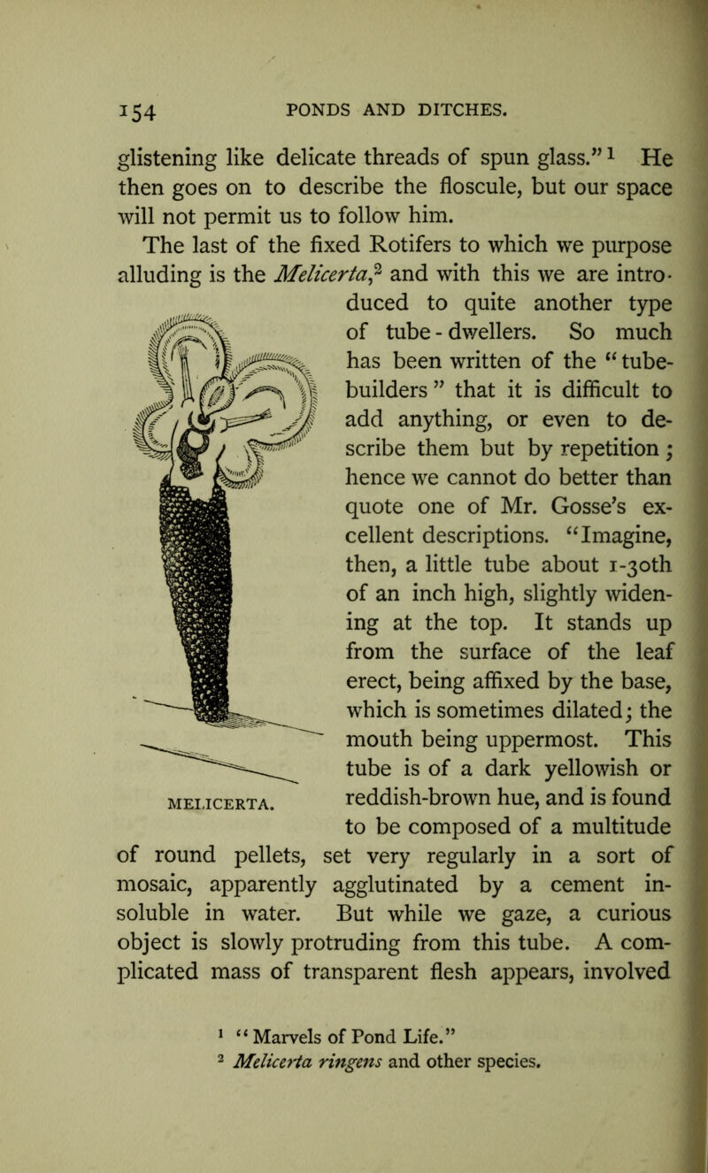 glistening like delicate threads of spun glass.”1 2 He then goes on to describe the floscule, but our space will not permit us to follow him. The last of the fixed Rotifers to which we purpose alluding is the Melicerta? and with this we are intro- duced to quite another type of tube - dwellers. So much has been written of the “ tube- builders ” that it is difficult to add anything, or even to de- scribe them but by repetition ; hence we cannot do better than quote one of Mr. Gosse’s ex- cellent descriptions. “Imagine, then, a little tube about i-3oth of an inch high, slightly widen- ing at the top. It stands up from the surface of the leaf erect, being affixed by the base, which is sometimes dilated; the mouth being uppermost. This tube is of a dark yellowish or reddish-brown hue, and is found to be composed of a multitude of round pellets, set very regularly in a sort of mosaic, apparently agglutinated by a cement in- soluble in water. But while we gaze, a curious object is slowly protruding from this tube. A com- plicated mass of transparent flesh appears, involved 1 “ Marvels of Pond Life.” 2 Melicerta ringens and other species. MEI.ICERTA.