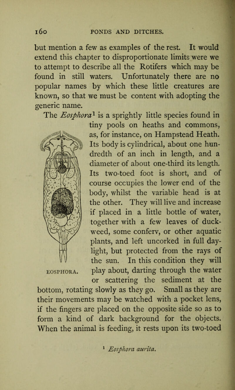 but mention a few as examples of the rest. It would extend this chapter to disproportionate limits were we to attempt to describe all the Rotifers which may be found in still waters. Unfortunately there are no popular names by which these little creatures are known, so that we must be content with adopting the generic name. The Eosphora1 is a sprightly little species found in tiny pools on heaths and commons, as, for instance, on Hampstead Heath. Its body is cylindrical, about one hun- dredth of an inch in length, and a diameter of about one-third its length. Its two-toed foot is short, and of course occupies the lower end of the body, whilst the variable head is at the other. They will live and increase if placed in a little bottle of water, together with a few leaves of duck- weed, some conferv, or other aquatic plants, and left uncorked in full day- light, but protected from the rays of the sun. In this condition they will play about, darting through the water or scattering the sediment at the bottom, rotating slowly as they go. Small as they are their movements may be watched with a pocket lens, if the fingers are placed on the opposite side so as to form a kind of dark background for the objects. When the animal is feeding, it rests upon its two-toed EOSPHORA. Eosphora aurita.