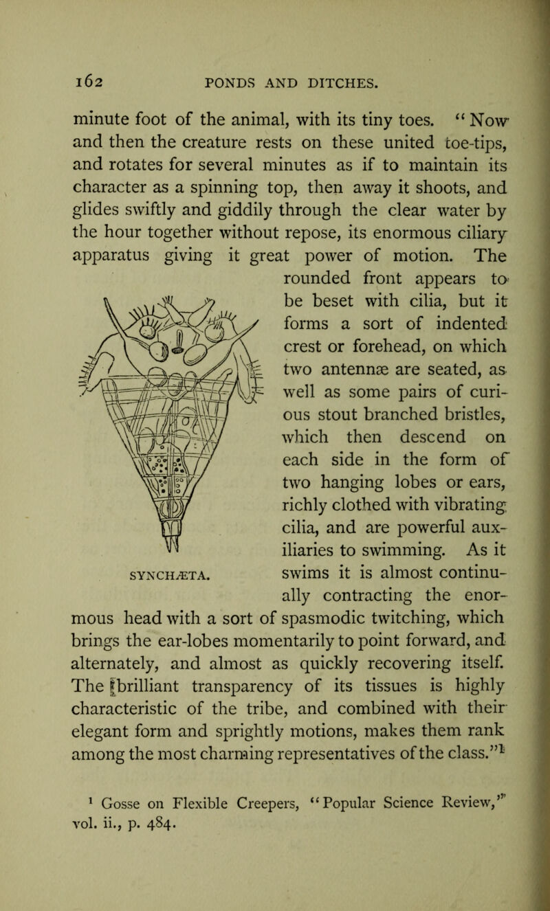 minute foot of the animal, with its tiny toes. “ Now and then the creature rests on these united coe-tips, and rotates for several minutes as if to maintain its character as a spinning top, then away it shoots, and glides swiftly and giddily through the clear water by the hour together without repose, its enormous ciliary apparatus giving it great power of motion. The rounded front appears ta be beset with cilia, but it forms a sort of indented crest or forehead, on which two antennae are seated, as well as some pairs of curi- ous stout branched bristles, which then descend on each side in the form of two hanging lobes or ears, richly clothed with vibrating cilia, and are powerful aux- iliaries to swimming. As it swims it is almost continu- ally contracting the enor- mous head with a sort of spasmodic twitching, which brings the ear-lobes momentarily to point forward, and alternately, and almost as quickly recovering itself. The |brilliant transparency of its tissues is highly characteristic of the tribe, and combined with their elegant form and sprightly motions, makes them rank among the most charming representatives of the class.”1 1 Gosse on Flexible Creepers, “Popular Science Review,” vol. ii., p. 484.