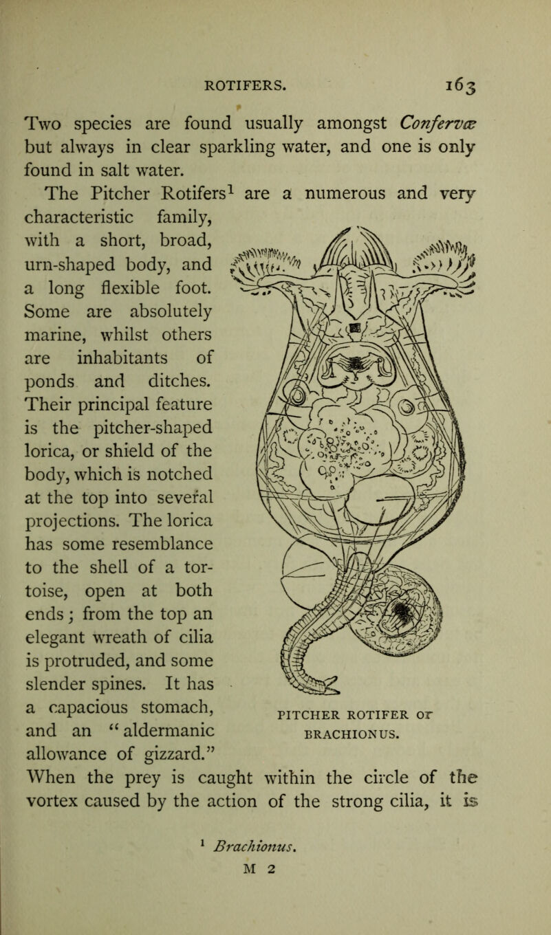 Two species are found usually amongst Conferva? but always in clear sparkling water, and one is only found in salt water. The Pitcher Rotifers1 are a numerous and very characteristic family, with a short, broad, urn-shaped body, and a long flexible foot. Some are absolutely marine, whilst others are inhabitants of ponds and ditches. Their principal feature is the pitcher-shaped lorica, or shield of the body, which is notched at the top into several projections. The lorica has some resemblance to the shell of a tor- toise, open at both ends; from the top an elegant wreath of cilia is protruded, and some slender spines. It has a capacious stomach, and an “ aldermanic allowance of gizzard.” When the prey is caught within the circle of the vortex caused by the action of the strong cilia, it is PITCHER ROTIFER or BRACHIONUS. Brachionus. M 2