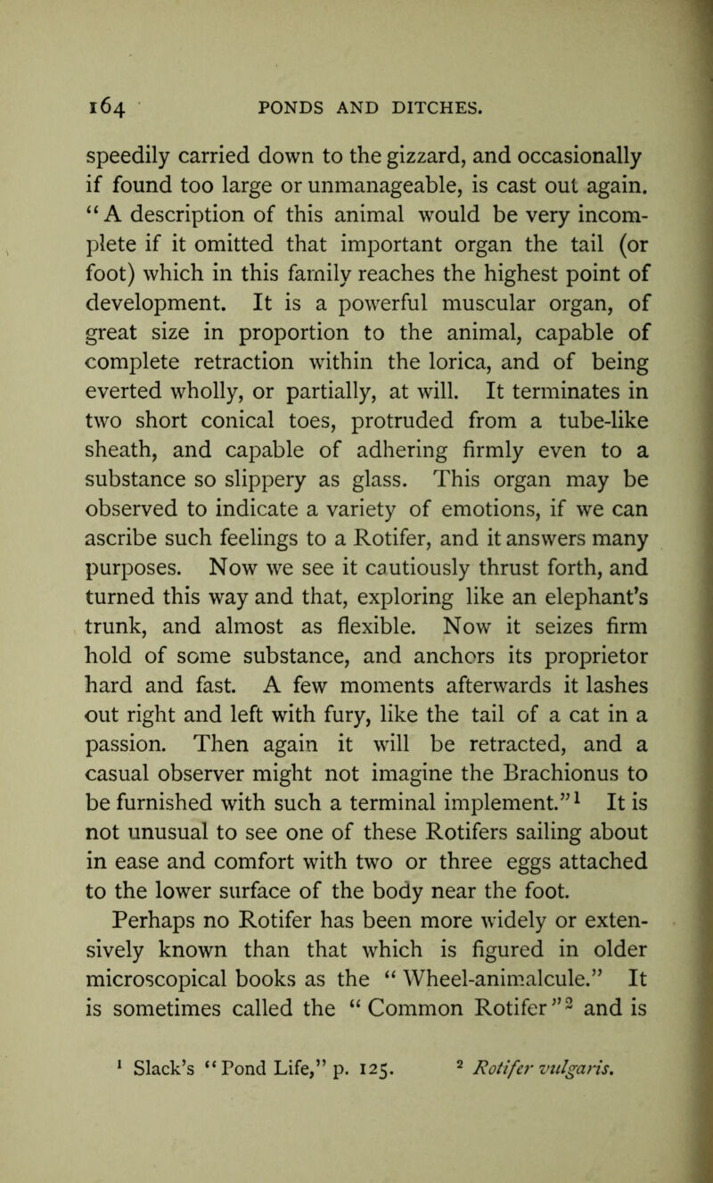 speedily carried down to the gizzard, and occasionally if found too large or unmanageable, is cast out again. “ A description of this animal would be very incom- plete if it omitted that important organ the tail (or foot) which in this family reaches the highest point of development. It is a powerful muscular organ, of great size in proportion to the animal, capable of complete retraction within the lorica, and of being everted wholly, or partially, at will. It terminates in two short conical toes, protruded from a tube-like sheath, and capable of adhering firmly even to a substance so slippery as glass. This organ may be observed to indicate a variety of emotions, if we can ascribe such feelings to a Rotifer, and it answers many purposes. Now we see it cautiously thrust forth, and turned this way and that, exploring like an elephant’s trunk, and almost as flexible. Now it seizes firm hold of some substance, and anchors its proprietor hard and fast. A few moments afterwards it lashes out right and left with fury, like the tail of a cat in a passion. Then again it will be retracted, and a casual observer might not imagine the Brachionus to be furnished with such a terminal implement.”1 It is not unusual to see one of these Rotifers sailing about in ease and comfort with two or three eggs attached to the lower surface of the body near the foot. Perhaps no Rotifer has been more widely or exten- sively known than that which is figured in older microscopical books as the “ Wheel-animalcule.” It is sometimes called the “ Common Rotifer”3 and is 1 Slack’s “Pond Life,” p. 125. 2 Rotifer vulgaris.
