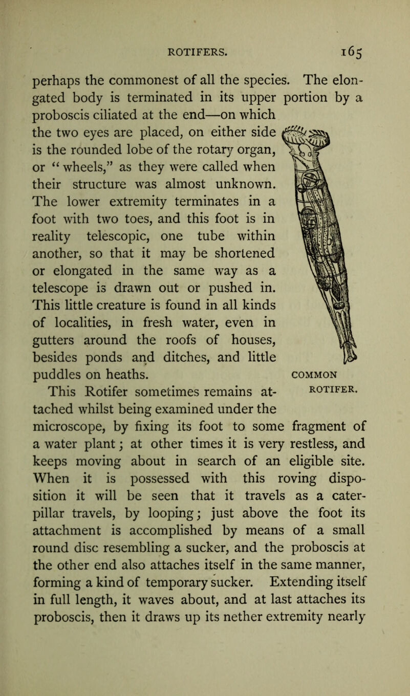 perhaps the commonest of all the species. The elon- gated body is terminated in its upper portion by a proboscis ciliated at the end—on which the two eyes are placed, on either side is the rounded lobe of the rotary organ, or “ wheels,” as they were called when their structure was almost unknown. The lower extremity terminates in a foot with two toes, and this foot is in reality telescopic, one tube within another, so that it may be shortened or elongated in the same way as a telescope is drawn out or pushed in. This little creature is found in all kinds of localities, in fresh water, even in gutters around the roofs of houses, besides ponds and ditches, and little puddles on heaths. common This Rotifer sometimes remains at- rotifer. tached whilst being examined under the microscope, by fixing its foot to some fragment of a water plant; at other times it is very restless, and keeps moving about in search of an eligible site. When it is possessed with this roving dispo- sition it will be seen that it travels as a cater- pillar travels, by looping; just above the foot its attachment is accomplished by means of a small round disc resembling a sucker, and the proboscis at the other end also attaches itself in the same manner, forming a kind of temporary sucker. Extending itself in full length, it waves about, and at last attaches its proboscis, then it draws up its nether extremity nearly