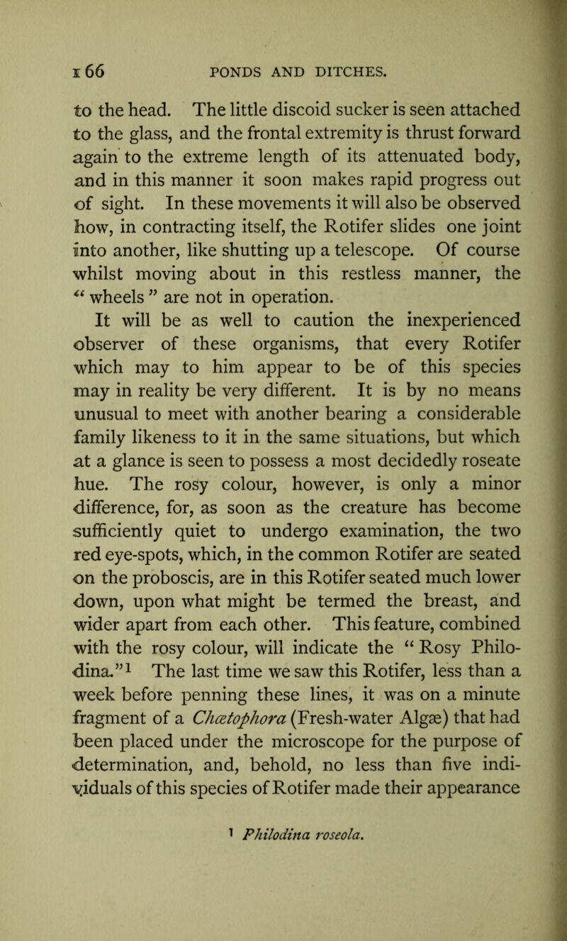 to the head. The little discoid sucker is seen attached to the glass, and the frontal extremity is thrust forward again to the extreme length of its attenuated body, and in this manner it soon makes rapid progress out of sight. In these movements it will also be observed how, in contracting itself, the Rotifer slides one joint into another, like shutting up a telescope. Of course whilst moving about in this restless manner, the “ wheels ” are not in operation. It will be as well to caution the inexperienced observer of these organisms, that every Rotifer which may to him appear to be of this species may in reality be very different. It is by no means unusual to meet with another bearing a considerable family likeness to it in the same situations, but which at a glance is seen to possess a most decidedly roseate hue. The rosy colour, however, is only a minor difference, for, as soon as the creature has become sufficiently quiet to undergo examination, the two red eye-spots, which, in the common Rotifer are seated on the proboscis, are in this Rotifer seated much lower down, upon what might be termed the breast, and wider apart from each other. This feature, combined with the rosy colour, will indicate the “ Rosy Philo- dina.”1 The last time we saw this Rotifer, less than a week before penning these lines, it was on a minute fragment of a Chcztophora (Fresh-water Algae) that had been placed under the microscope for the purpose of determination, and, behold, no less than five indi- viduals of this species of Rotifer made their appearance 1 PJiilodina roseola.