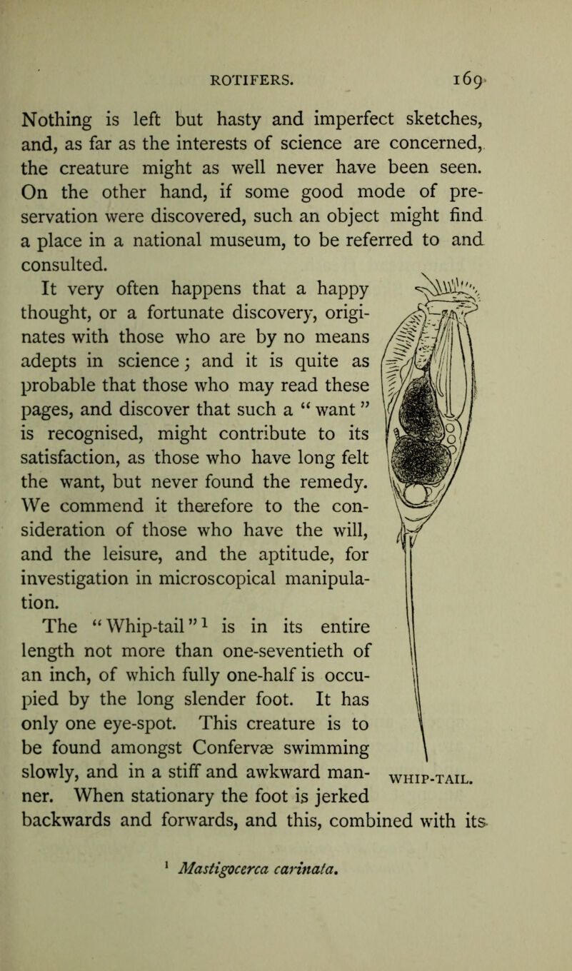 Nothing is left but hasty and imperfect sketches, and, as far as the interests of science are concerned, the creature might as well never have been seen. On the other hand, if some good mode of pre- servation were discovered, such an object might find a place in a national museum, to be referred to and consulted. It very often happens that a happy thought, or a fortunate discovery, origi- nates with those who are by no means adepts in science; and it is quite as probable that those who may read these pages, and discover that such a “ want ” is recognised, might contribute to its satisfaction, as those who have long felt the want, but never found the remedy. We commend it therefore to the con- sideration of those who have the will, and the leisure, and the aptitude, for investigation in microscopical manipula- tion. The “Whip-tail”1 is in its entire length not more than one-seventieth of an inch, of which fully one-half is occu- pied by the long slender foot. It has | only one eye-spot. This creature is to \ be found amongst Confervae swimming \ slowly, and in a stiff and awkward man- whip-tail. ner. When stationary the foot is jerked backwards and forwards, and this, combined with its- Mastigoccrca carinata.