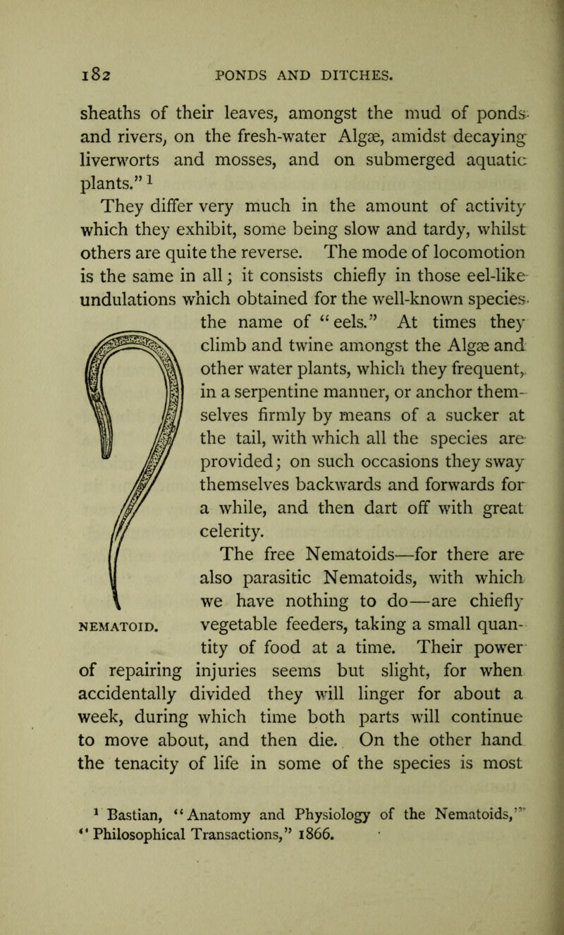 sheaths of their leaves, amongst the mud of ponds and rivers, on the fresh-water Algae, amidst decaying liverworts and mosses, and on submerged aquatic plants.”1 * They differ very much in the amount of activity which they exhibit, some being slow and tardy, whilst others are quite the reverse. The mode of locomotion is the same in all; it consists chiefly in those eel-like- undulations which obtained for the well-known species. the name of “eels.” At times they climb and twine amongst the Algae and other water plants, which they frequent,, in a serpentine manner, or anchor them- selves firmly by means of a sucker at the tail, with which all the species are- provided ; on such occasions they sway themselves backwards and forwards for a while, and then dart off with great celerity. The free Nematoids—for there are also parasitic Nematoids, with which we have nothing to do—are chiefly nematoid. vegetable feeders, taking a small quan- tity of food at a time. Their power of repairing injuries seems but slight, for when accidentally divided they will linger for about a week, during which time both parts will continue to move about, and then die. On the other hand the tenacity of life in some of the species is most 1 Bastian, *4 Anatomy and Physiology of the Nematoids/7' “ Philosophical Transactions/’ 1866.