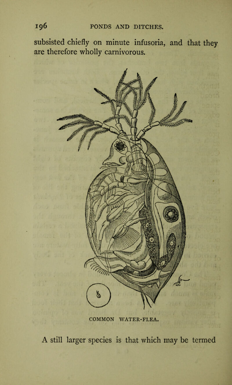 subsisted chiefly on minute infusoria, and that they are therefore wholly carnivorous. A still larger species is that which may be termed
