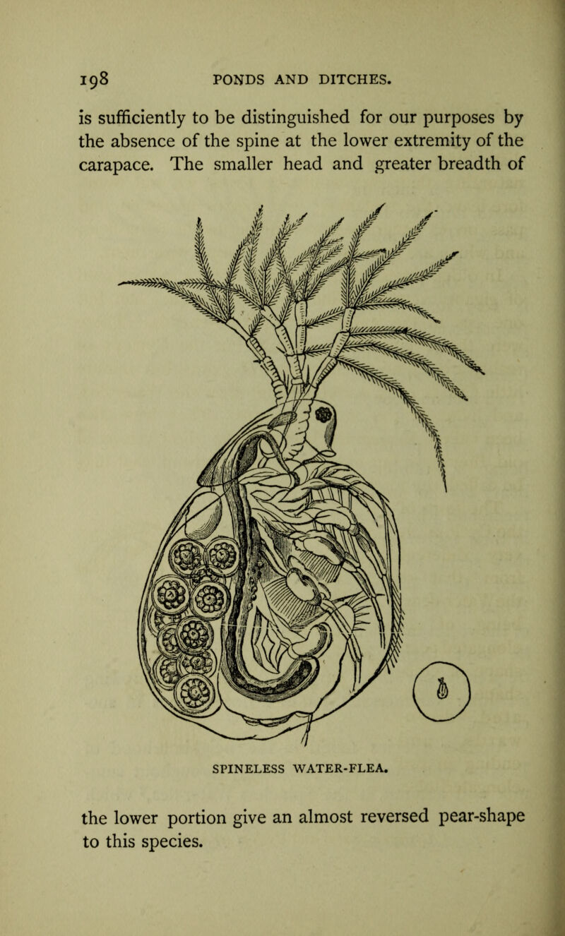 is sufficiently to be distinguished for our purposes by the absence of the spine at the lower extremity of the carapace. The smaller head and greater breadth of the lower portion give an almost reversed pear-shape to this species.