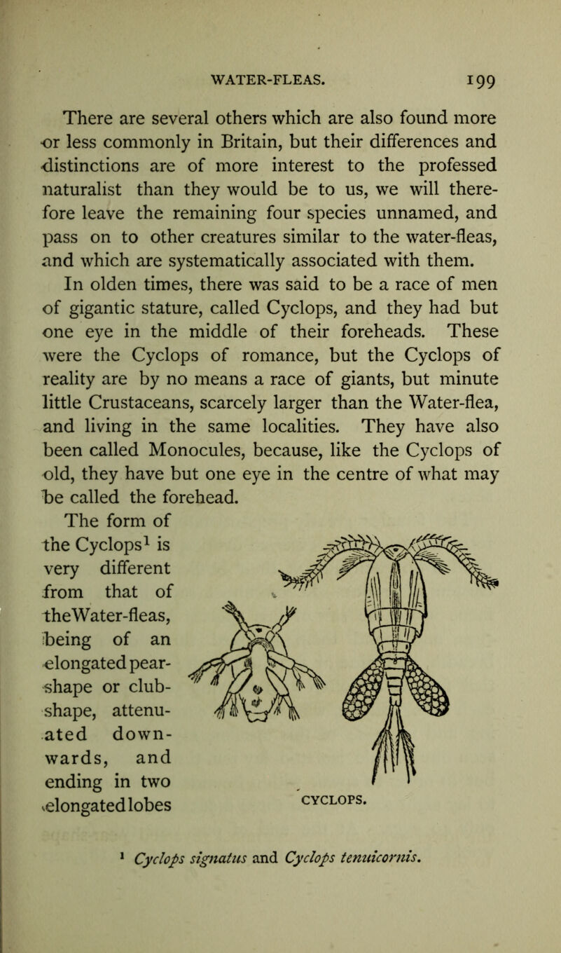 There are several others which are also found more or less commonly in Britain, but their differences and distinctions are of more interest to the professed naturalist than they would be to us, we will there- fore leave the remaining four species unnamed, and pass on to other creatures similar to the water-fleas, and which are systematically associated with them. In olden times, there was said to be a race of men of gigantic stature, called Cyclops, and they had but one eye in the middle of their foreheads. These were the Cyclops of romance, but the Cyclops of reality are by no means a race of giants, but minute little Crustaceans, scarcely larger than the Water-flea, and living in the same localities. They have also been called Monocules, because, like the Cyclops of old, they have but one eye in the centre of what may Be called the forehead. The form of the Cyclops1 is very different from that of theWater-fleas, being of an elongated pear- shape or club- shape, attenu- ated down- wards, and ending in two ^elongated lobes 1 Cyclops signatus and Cyclops tenuicornis.