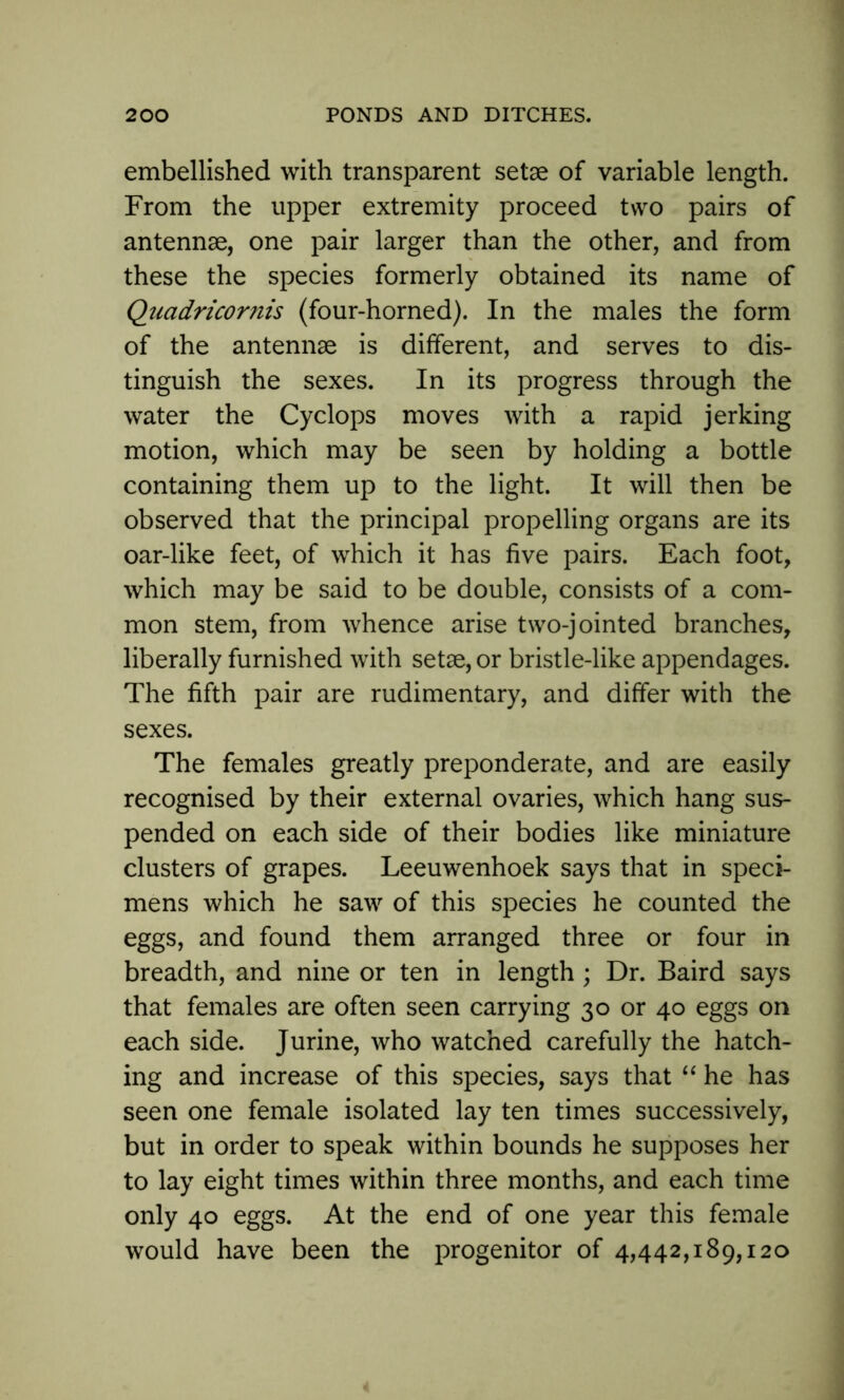 embellished with transparent setae of variable length. From the upper extremity proceed two pairs of antennae, one pair larger than the other, and from these the species formerly obtained its name of Qiiadricornis (four-horned). In the males the form of the antennae is different, and serves to dis- tinguish the sexes. In its progress through the water the Cyclops moves with a rapid jerking motion, which may be seen by holding a bottle containing them up to the light. It will then be observed that the principal propelling organs are its oar-like feet, of which it has five pairs. Each foot, which may be said to be double, consists of a com- mon stem, from whence arise two-jointed branches, liberally furnished with setae, or bristle-like appendages. The fifth pair are rudimentary, and differ with the sexes. The females greatly preponderate, and are easily recognised by their external ovaries, which hang sus- pended on each side of their bodies like miniature clusters of grapes. Leeuwenhoek says that in speci- mens which he saw of this species he counted the eggs, and found them arranged three or four in breadth, and nine or ten in length; Dr. Baird says that females are often seen carrying 30 or 40 eggs on each side. Jurine, who watched carefully the hatch- ing and increase of this species, says that “ he has seen one female isolated lay ten times successively, but in order to speak within bounds he supposes her to lay eight times within three months, and each time only 40 eggs. At the end of one year this female would have been the progenitor of 4,442,189,120
