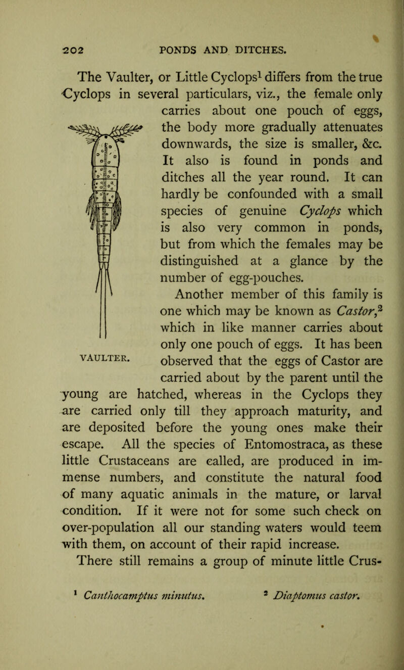 The Vaulter, or Little Cyclops1 differs from the true Cyclops in several particulars, viz., the female only carries about one pouch of eggs, the body more gradually attenuates downwards, the size is smaller, &c. It also is found in ponds and ditches all the year round. It can hardly be confounded with a small species of genuine Cyclops which is also very common in ponds, but from which the females may be distinguished at a glance by the number of egg-pouches. Another member of this family is one which may be known as Castor,2 which in like manner carries about only one pouch of eggs. It has been observed that the eggs of Castor are carried about by the parent until the young are hatched, whereas in the Cyclops they are carried only till they approach maturity, and are deposited before the young ones make their escape. All the species of Entomostraca, as these little Crustaceans are called, are produced in im- mense numbers, and constitute the natural food of many aquatic animals in the mature, or larval condition. If it were not for some such check on over-population all our standing waters would teem with them, on account of their rapid increase. There still remains a group of minute little Crus- Canthoca?nptus minutus. Diaptomus castor.